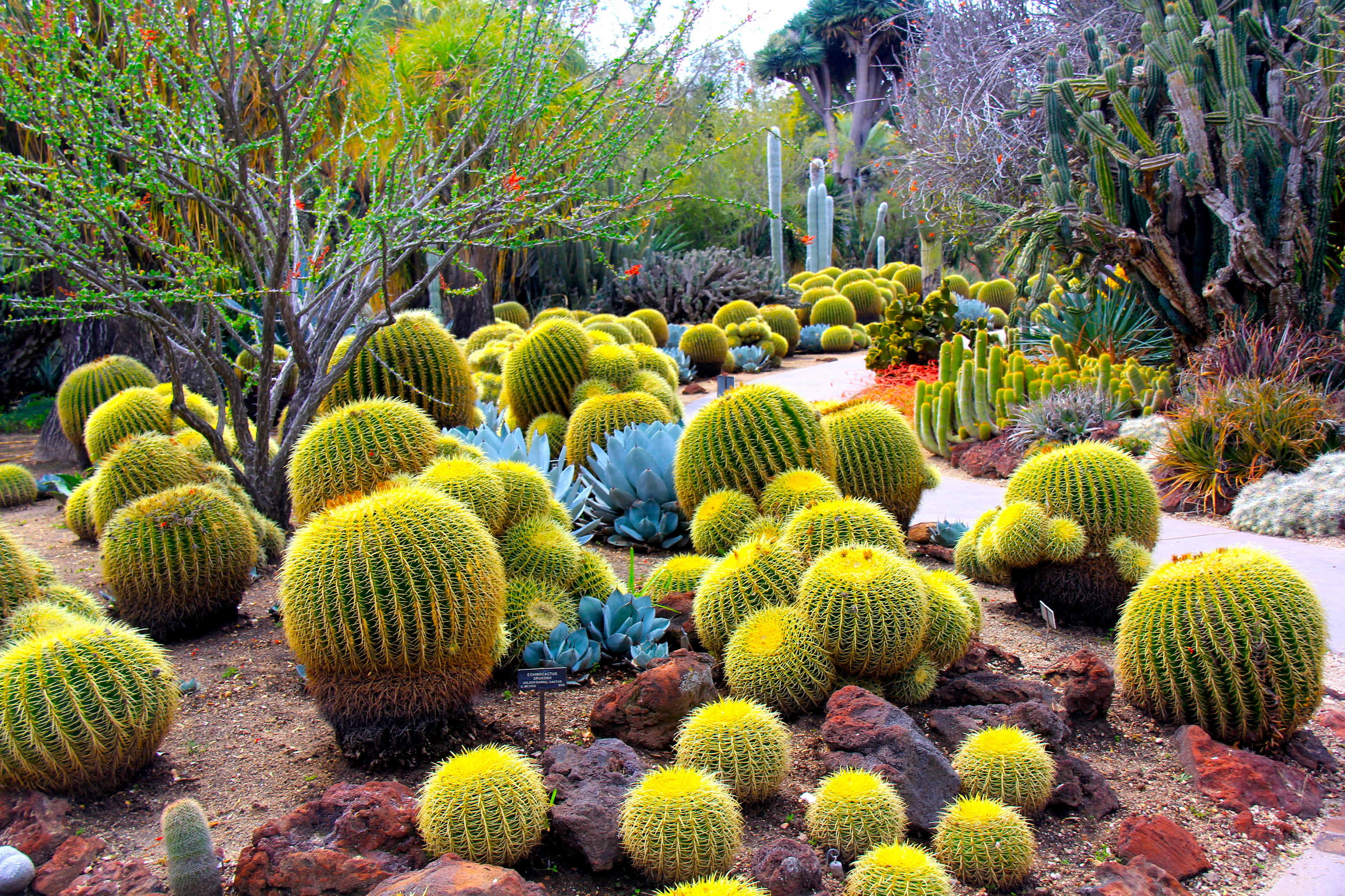 Widescreen wonder, Stunning cactus, Nature's masterpiece, Wallpaper art, 3080x2050 HD Desktop