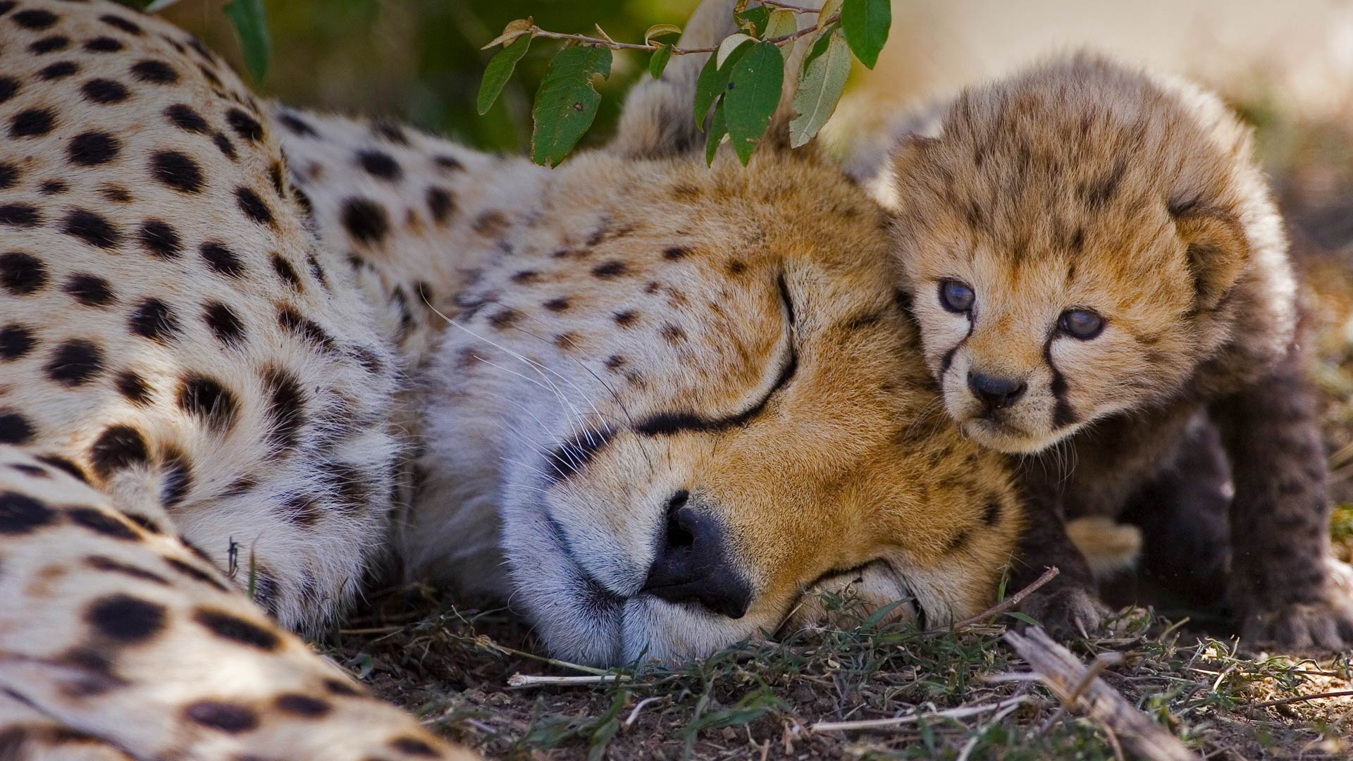 Cheetah mother and cub, Maasai Mara National Reserve, Kenya, Bing gallery, 1920x1080 Full HD Desktop