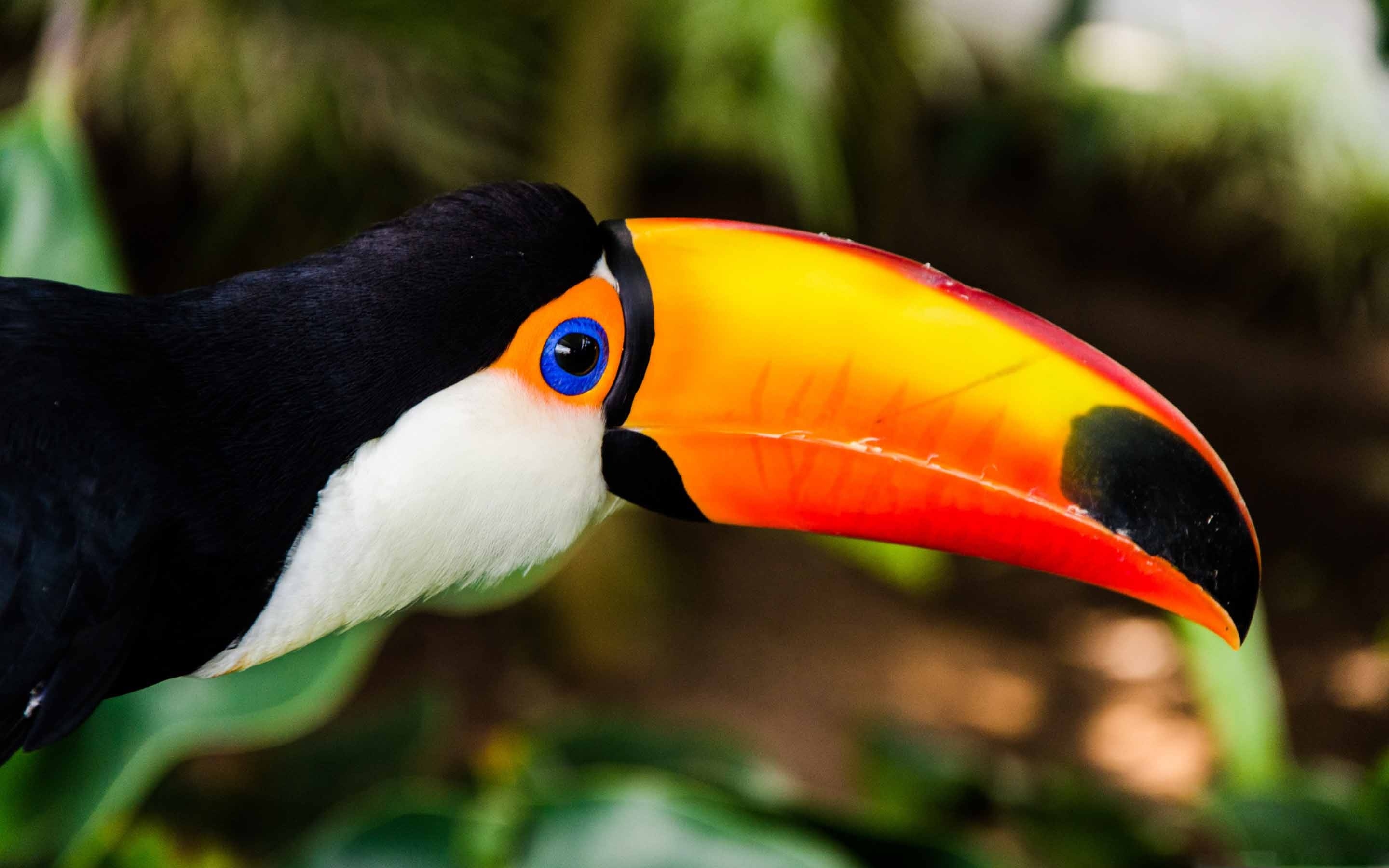 Toucan, Mac wallpaper download, Eye-catching design, Theme customizability, 2880x1800 HD Desktop