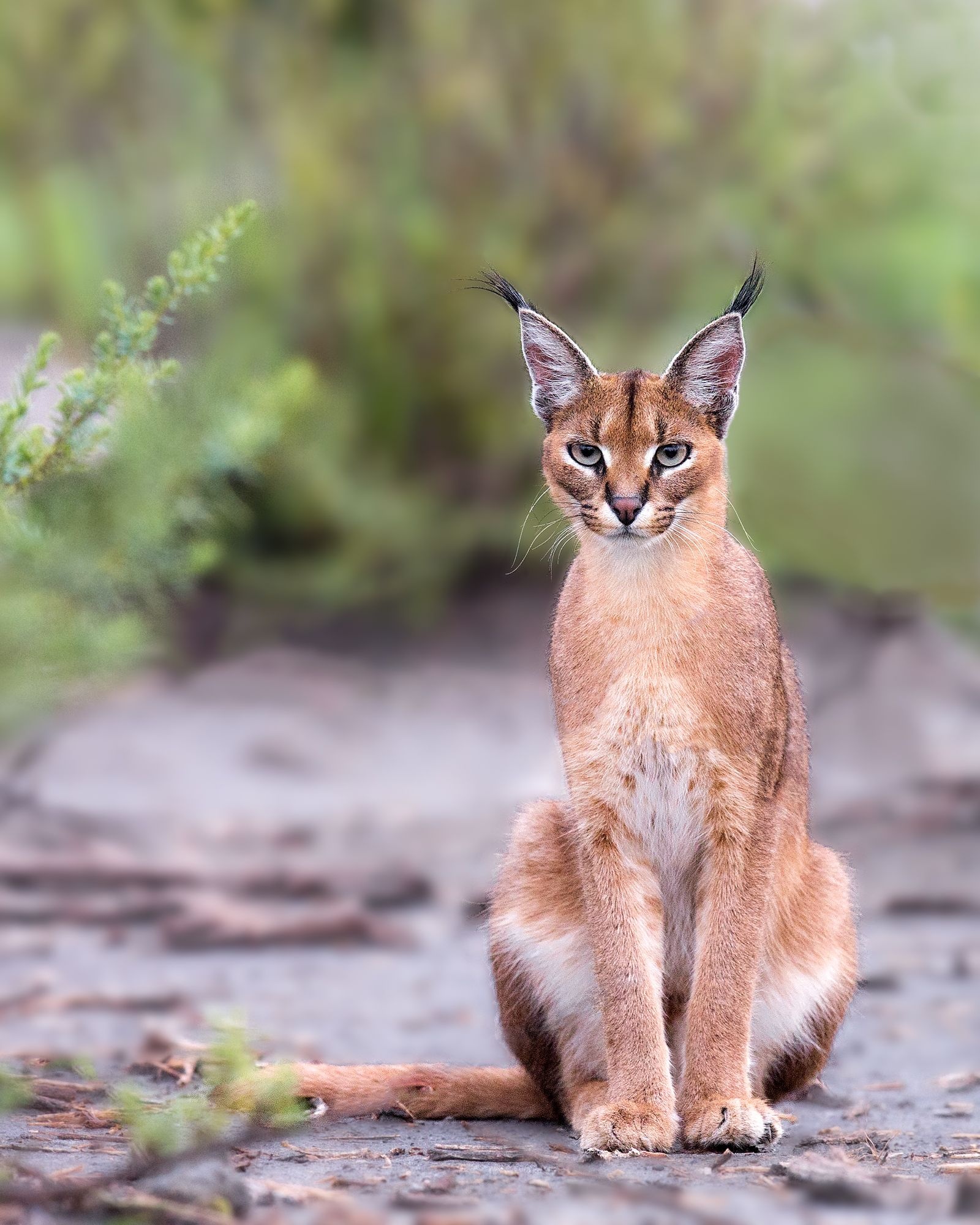 Diverse caracal species, Stunning wild cat, Exquisite features, Fascinating creatures, 1600x2000 HD Phone