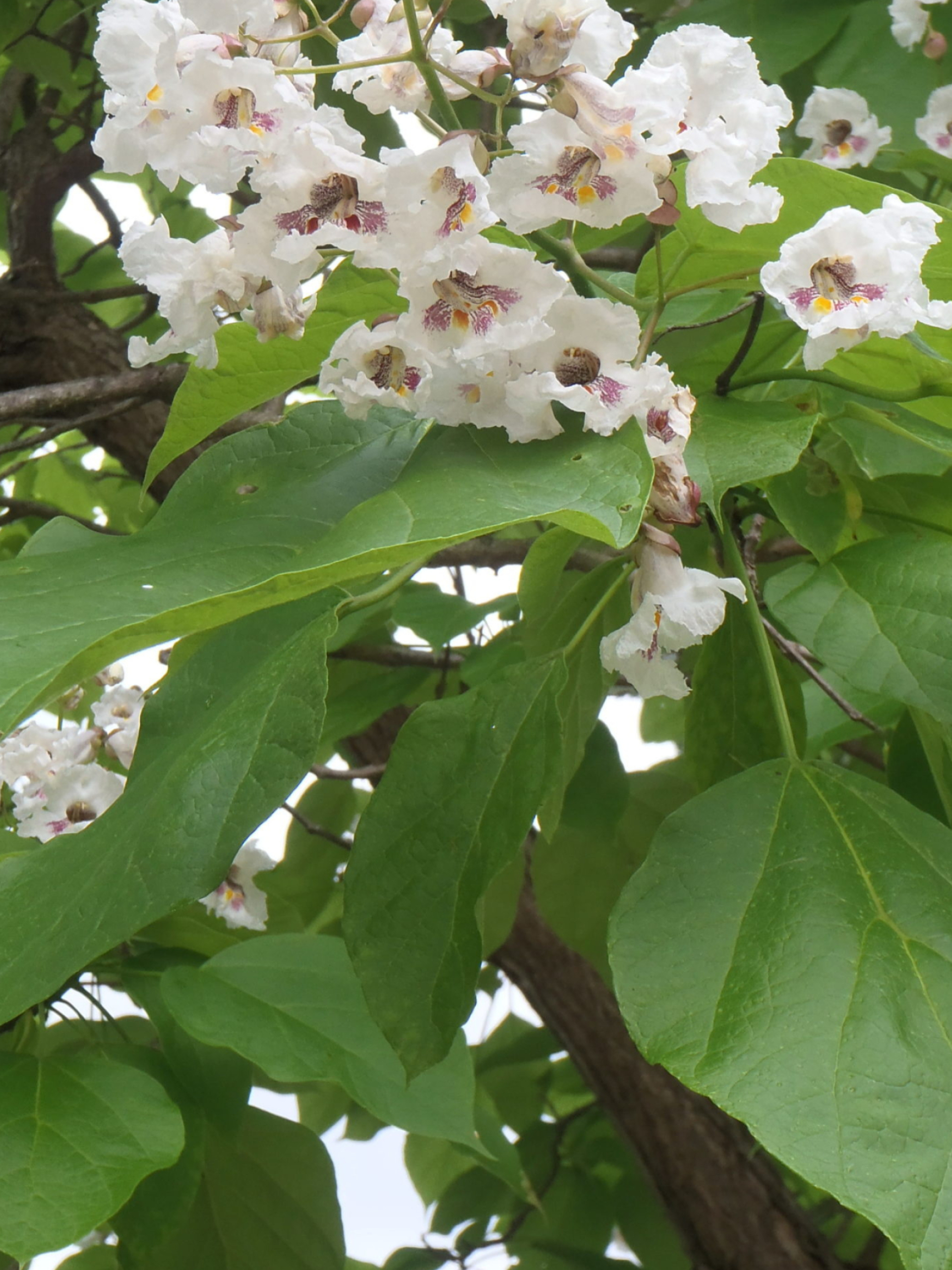 Bee sweet nature, Naturally speaking, Northern catalpa tree, 1920x2560 HD Phone