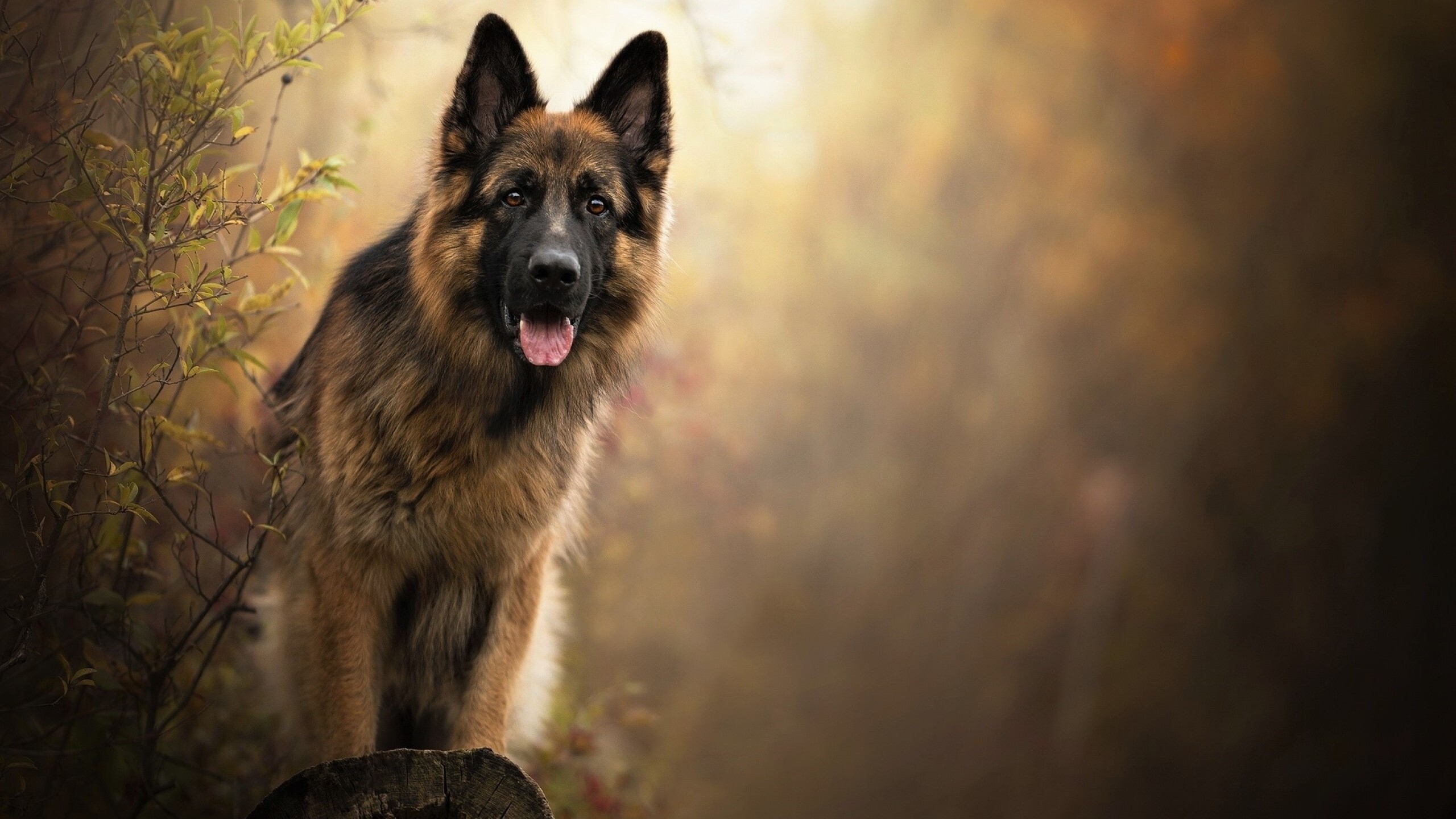 German Shepherd, Photography, Dynamic pose, High-resolution, 2560x1440 HD Desktop