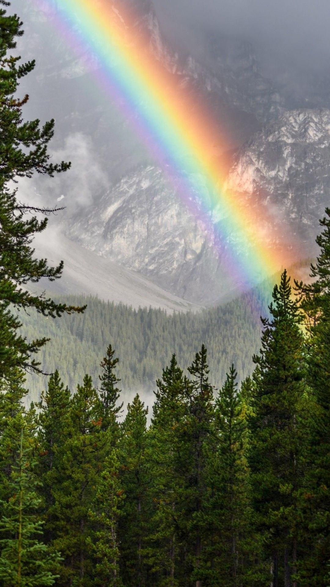 Vibrant rainbow arc, Misty mountain slope, Coniferous pine forest, Full HD Phone wallpaper
