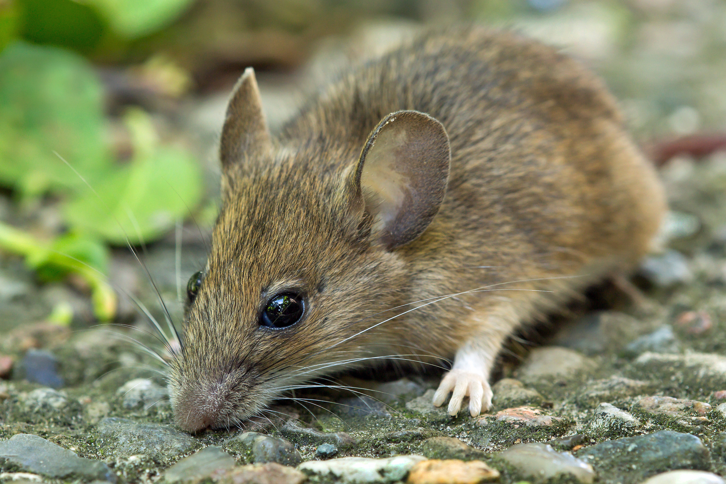 Mouse, wood mouse, wildlife species, mouse behavior, 2400x1600 HD Desktop