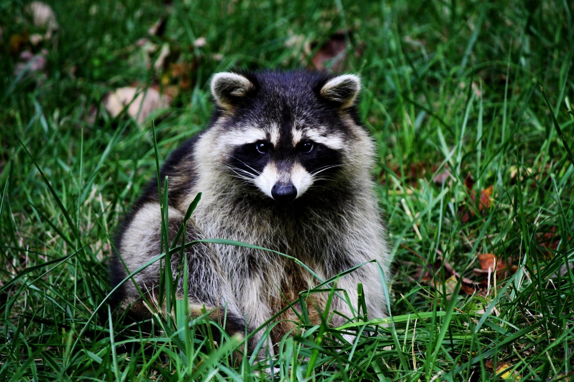 Adorable raccoon, Woodland habitat, HD wallpapers, Desktop treasures, 1920x1280 HD Desktop