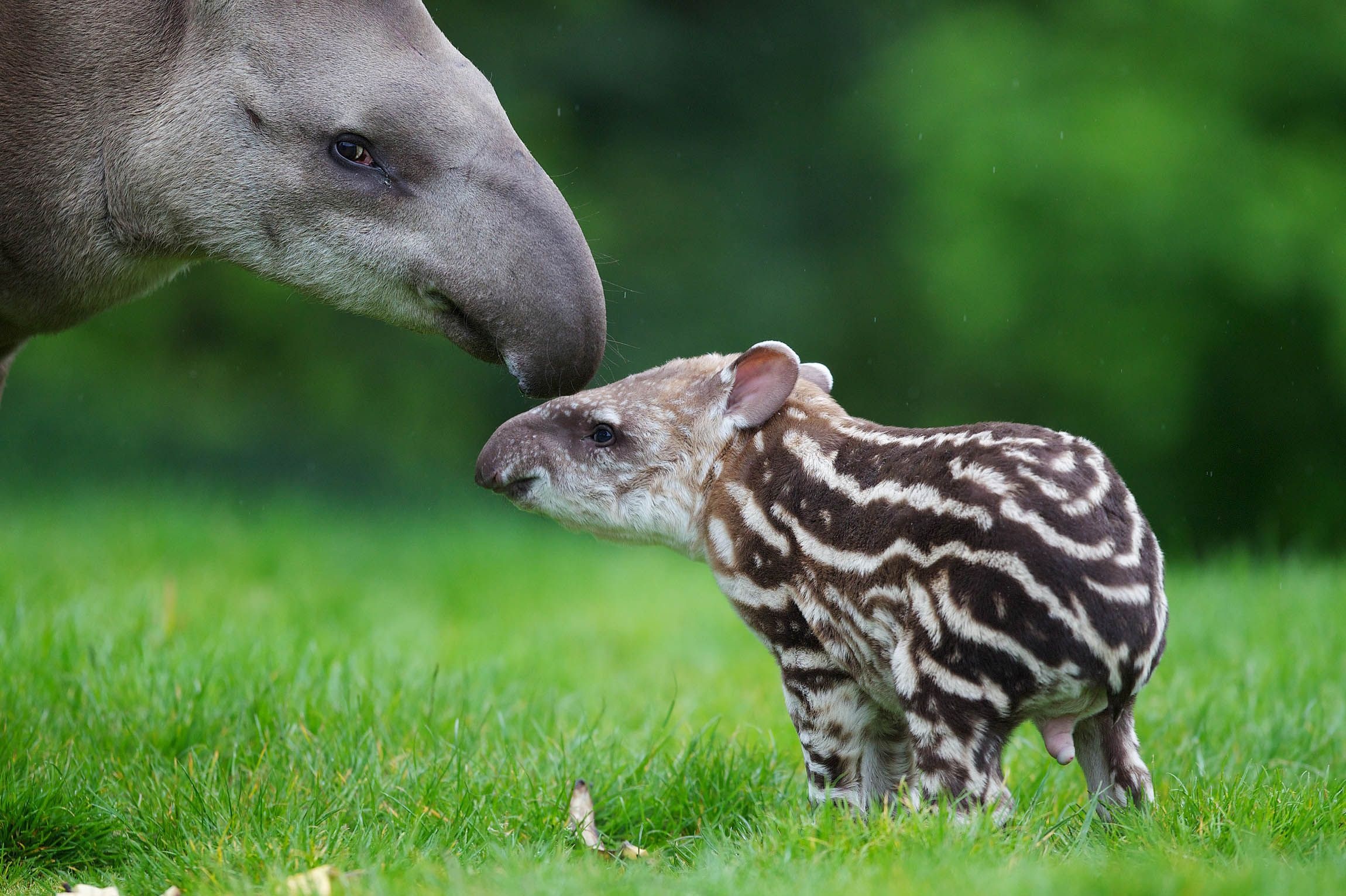 Zoo series, Weird animals, Tapir, Presspack, 2300x1540 HD Desktop