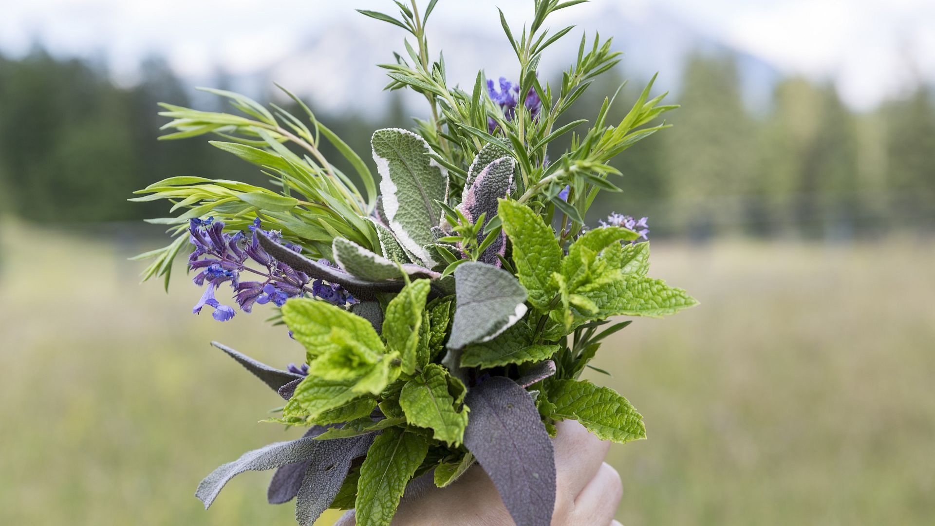 New herb garden, Kranzbach, Herb plants, Food, 1920x1080 Full HD Desktop