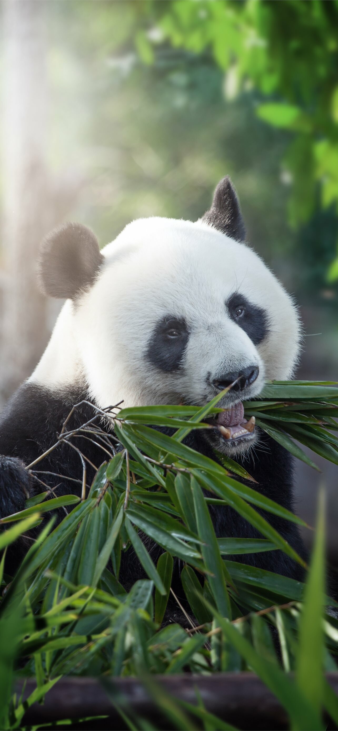 Giant pandas, iPhone wallpapers, Majestic presence, Mobile elegance, 1290x2780 HD Phone