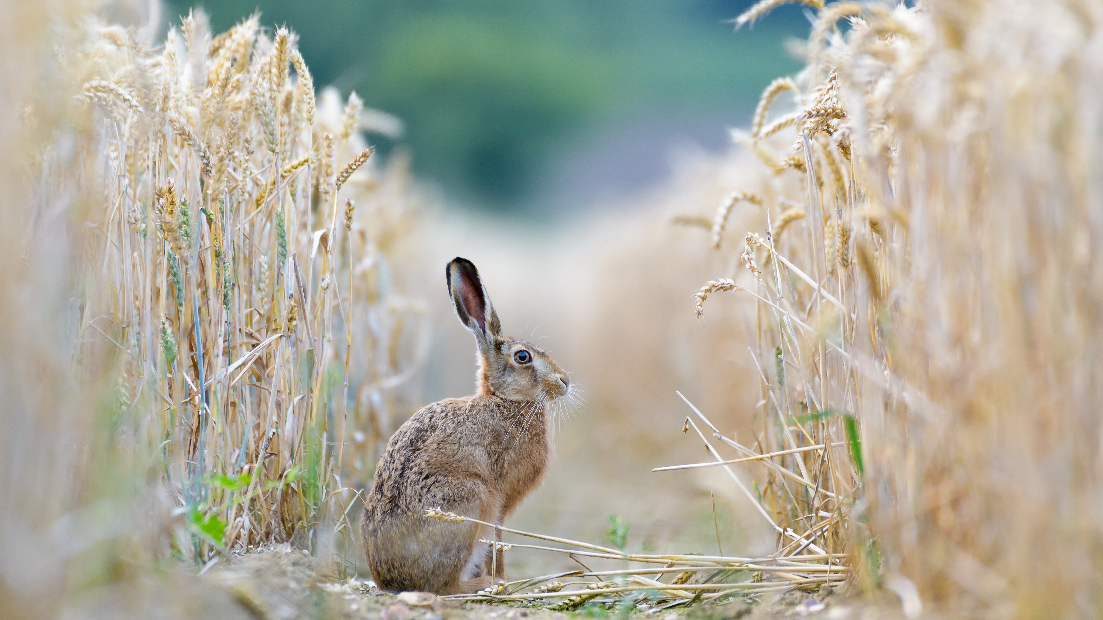 The European, Hares Wallpaper, 3840x2160 4K Desktop