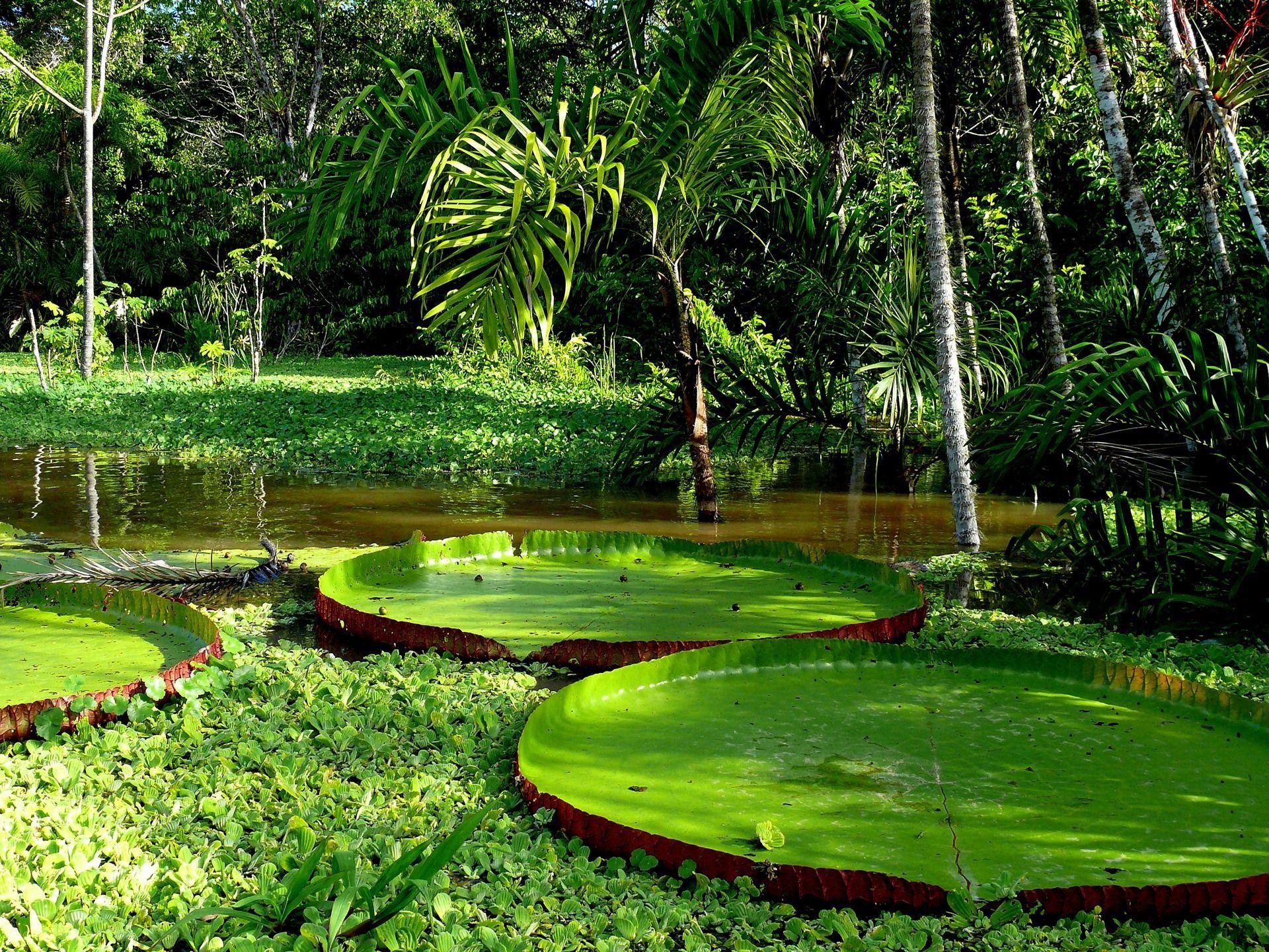 Amazon River, Travels, Rainforest, Biodiversity, 1920x1440 HD Desktop