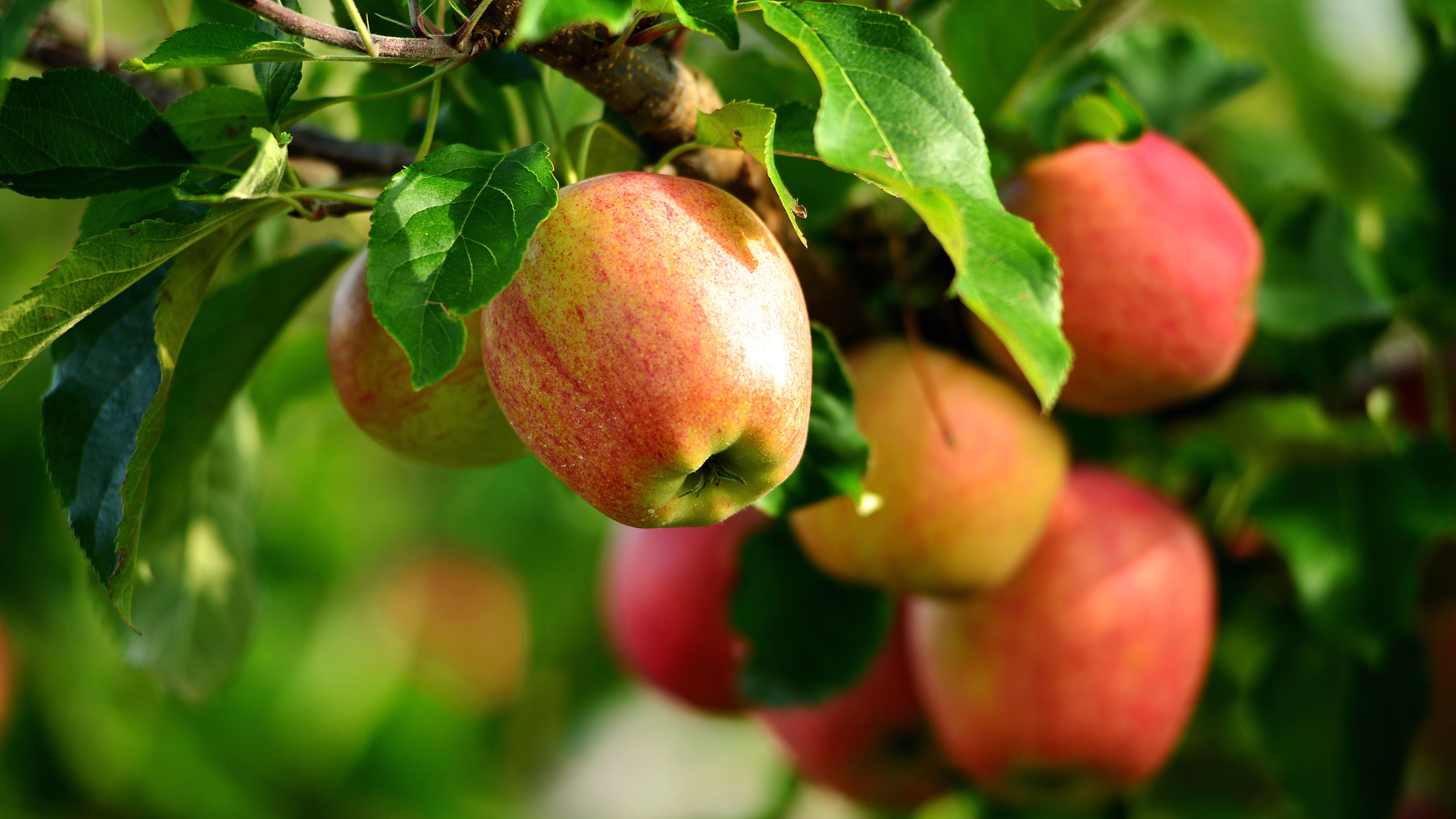 Apple Tree, Fresh apples tree, Twigs leaves wallpaper, Nature, 3840x2160 4K Desktop