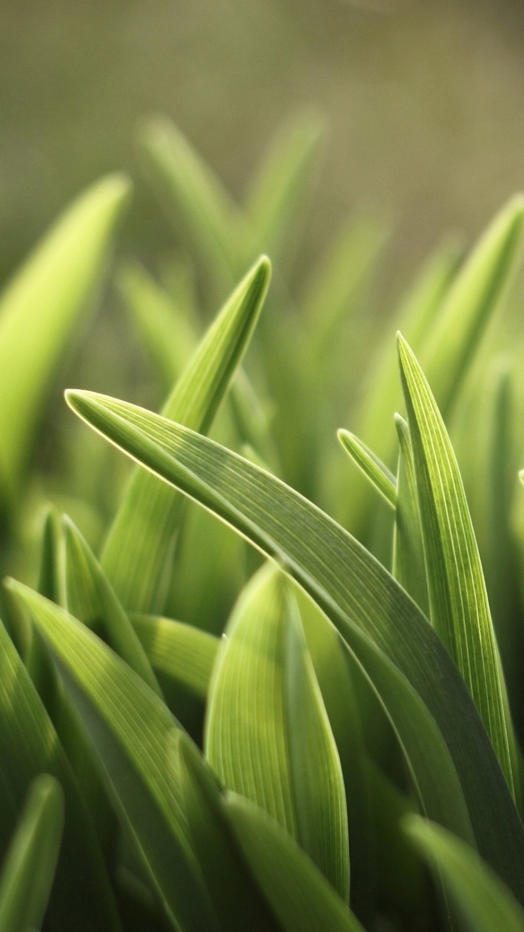 Earth grass, Natural landscapes, Serene backdrop, Vibrant greens, 1080x1920 Full HD Phone