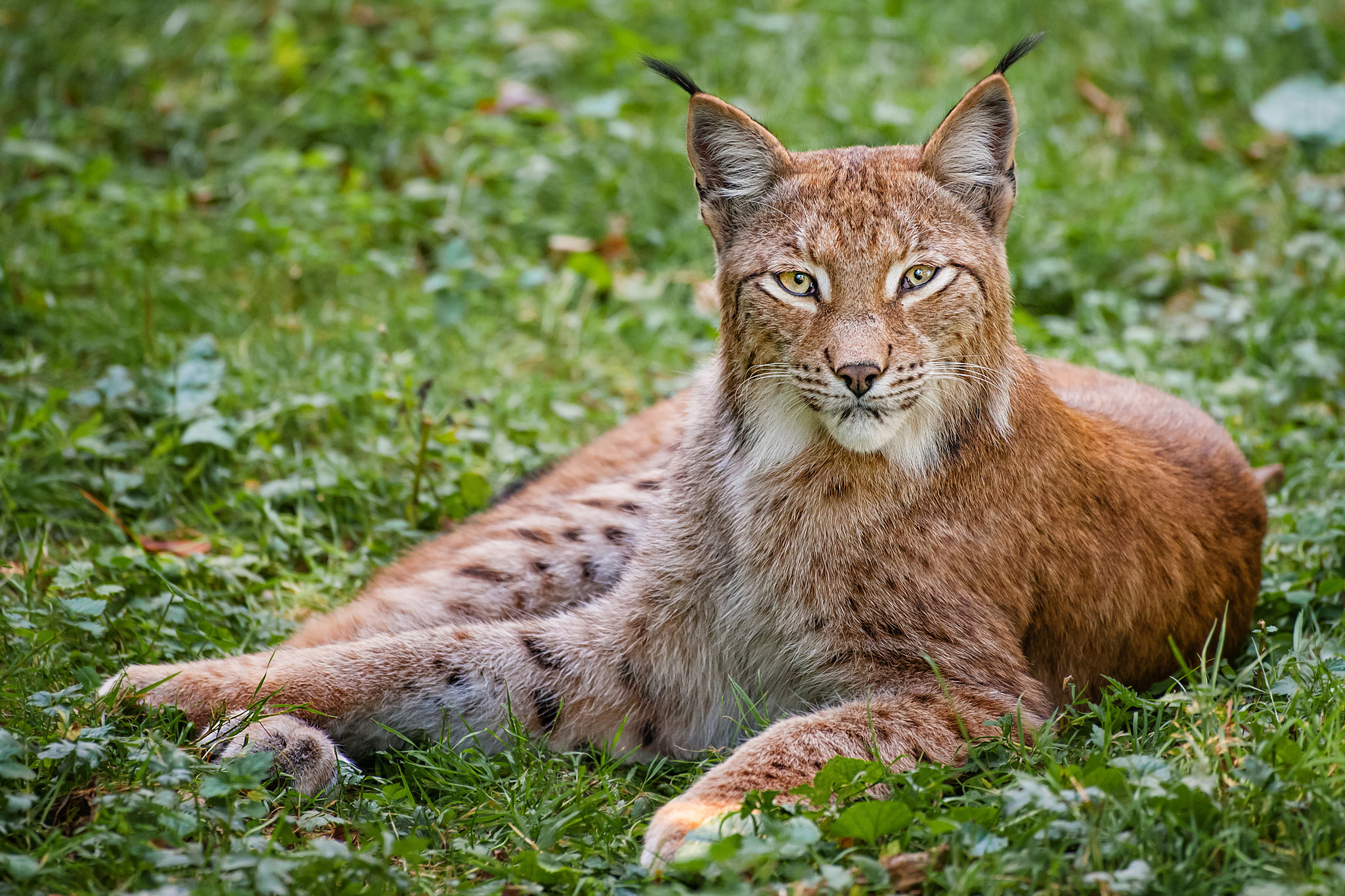 Red Lynx, Desktop wallpapers, Bobcat, 2050x1370 HD Desktop