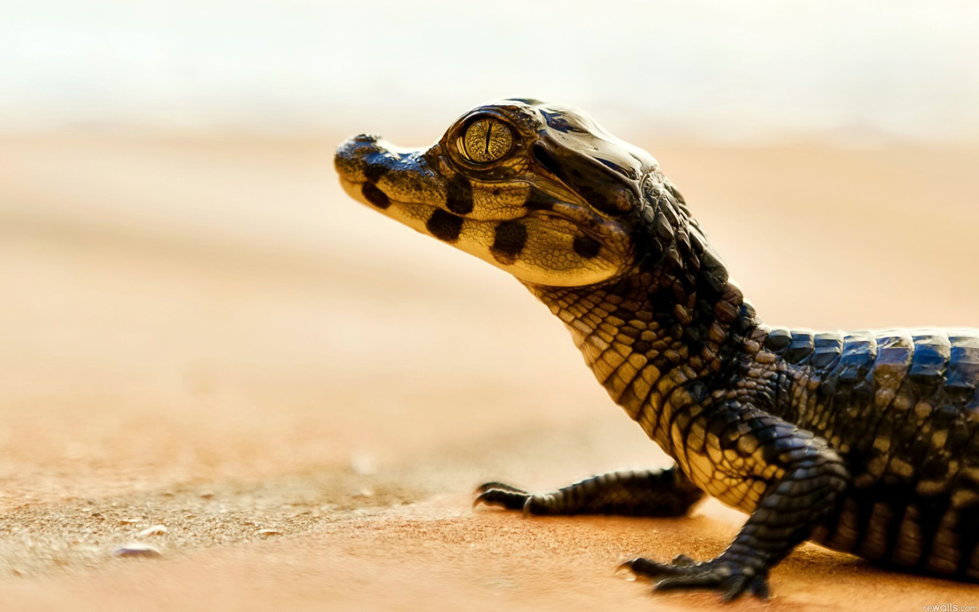 Crocodile wallpaper, High-resolution image, Wildlife photography, Detailed texture, 1920x1200 HD Desktop