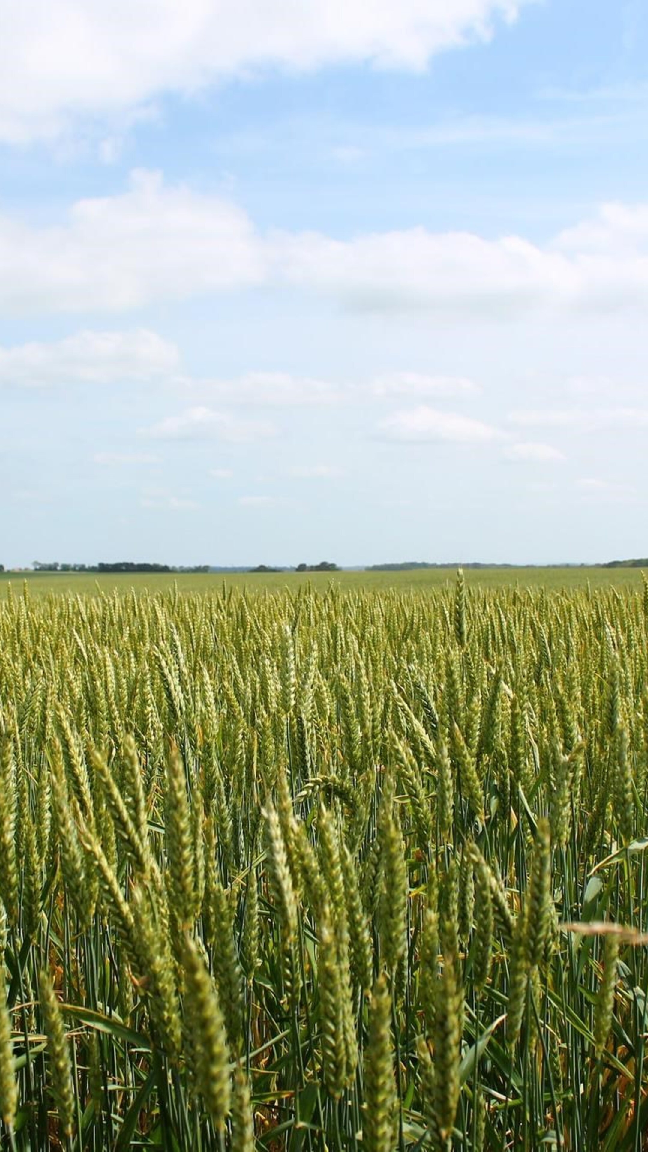 Wheat field, Xperia HD wallpapers, Gorgeous golden hues, Natural beauty, 2160x3840 4K Phone