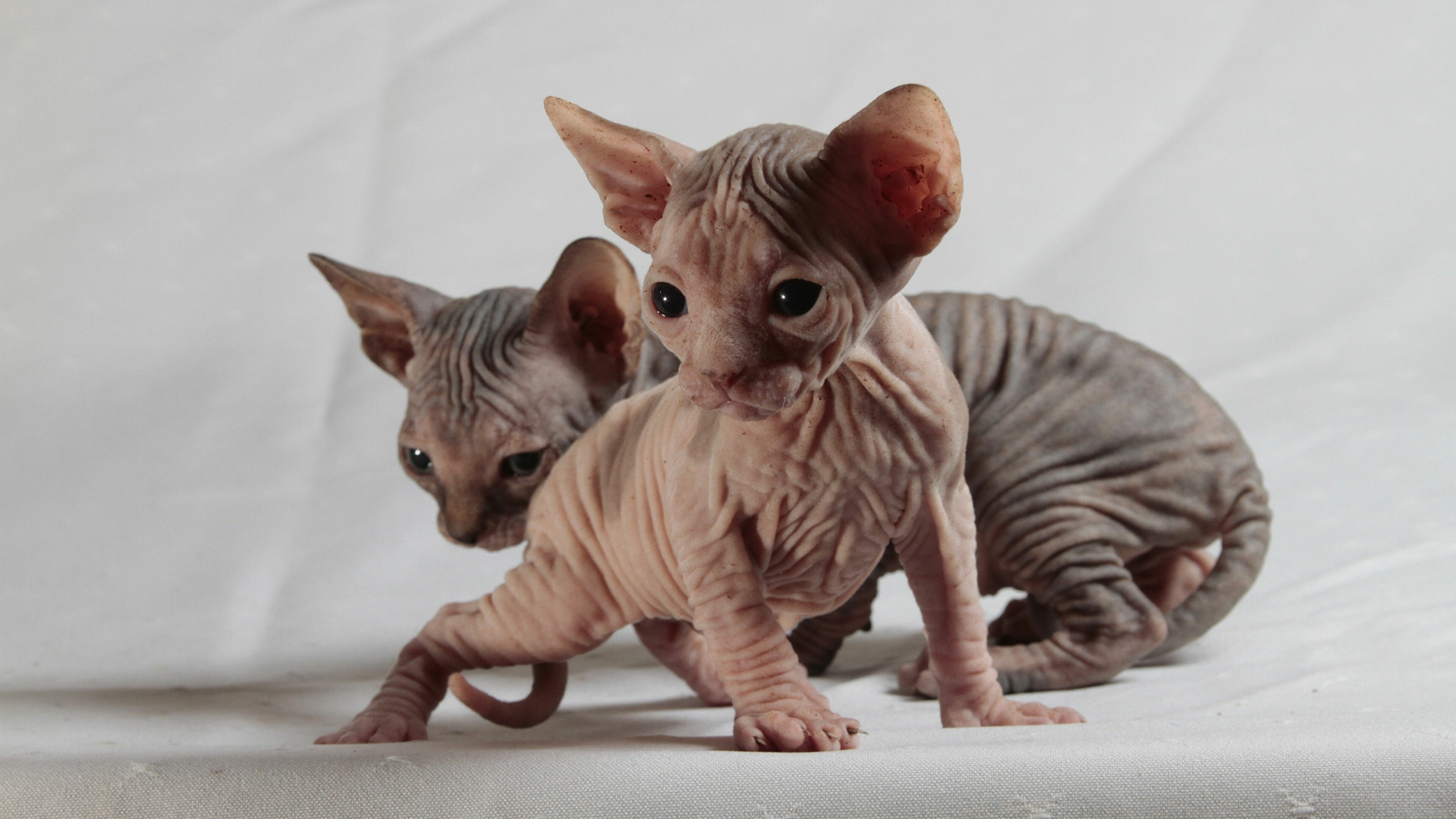 Siblings, Sphynx Wallpaper, 3840x2160 4K Desktop