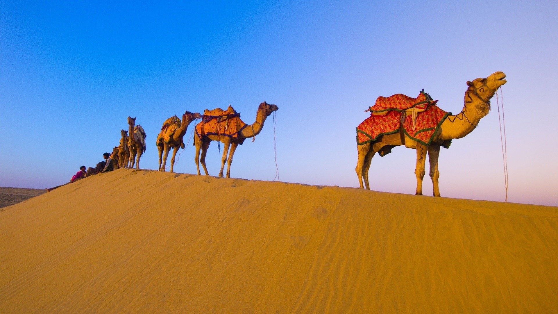 Camel wallpapers, High definition, 1920x1080 Full HD Desktop