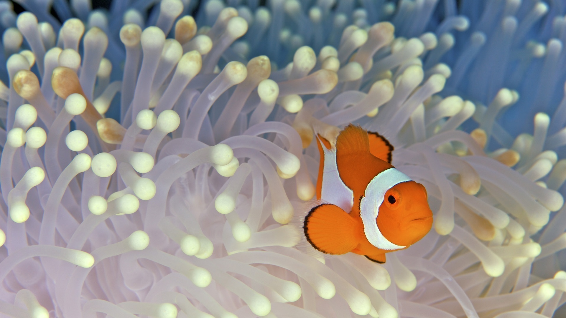 Clownfish,, 1920x1080 Full HD Desktop