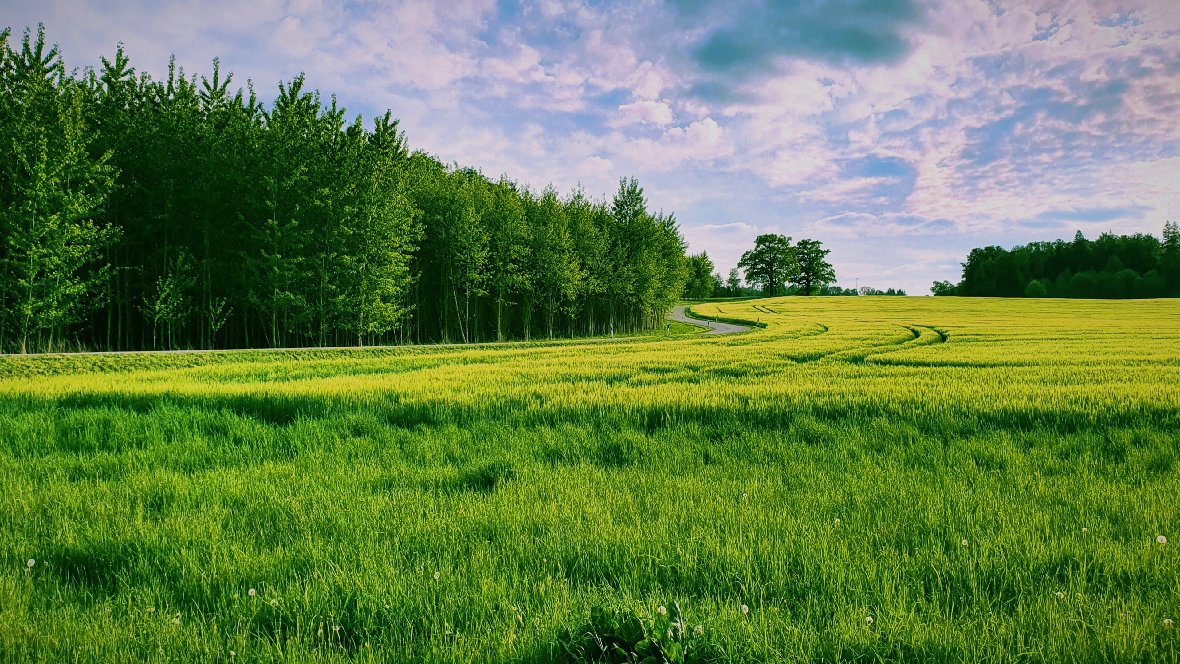 Forest, Grass and Sky Wallpaper, 3840x2160 4K Desktop