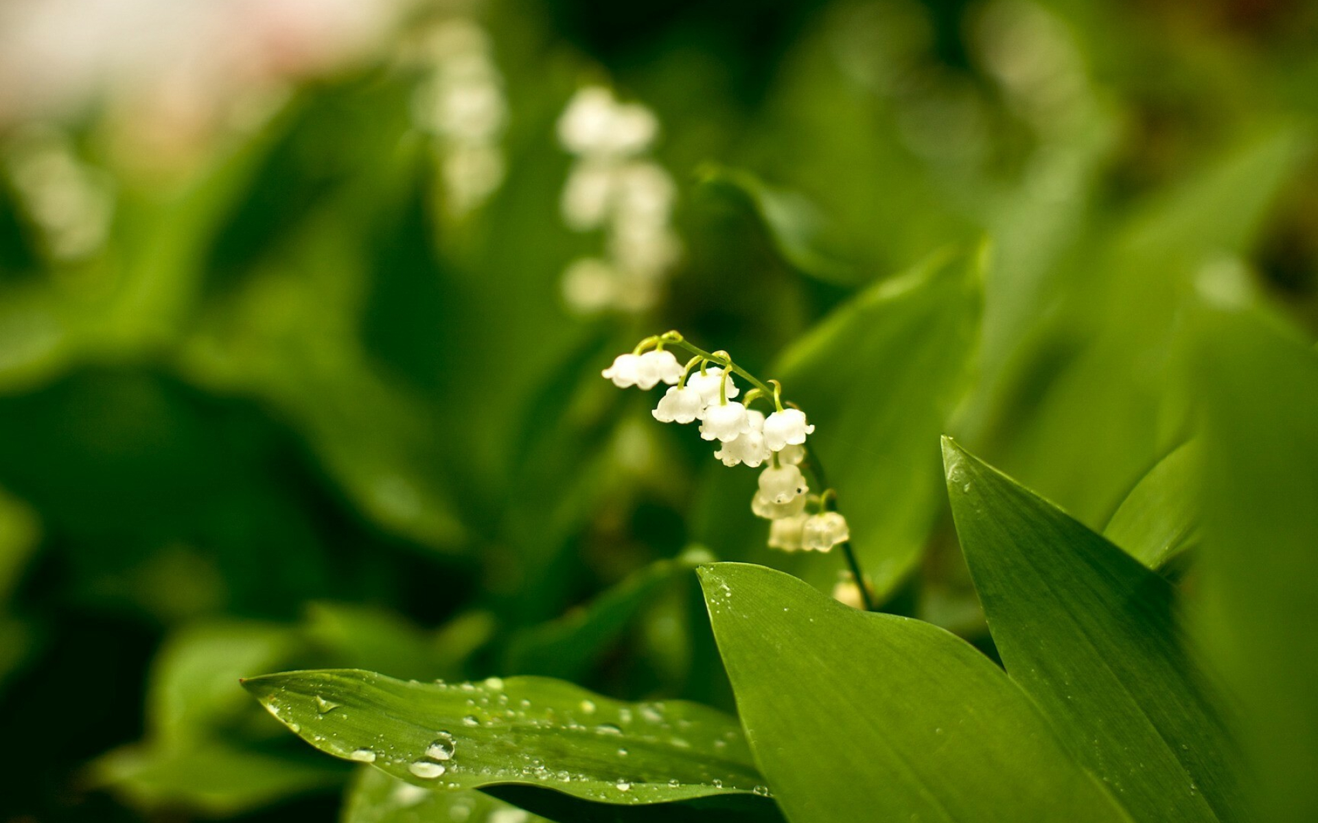 Lily of the Valley, Wallpaper flower, Floral elegance, Nature's art, 1920x1200 HD Desktop