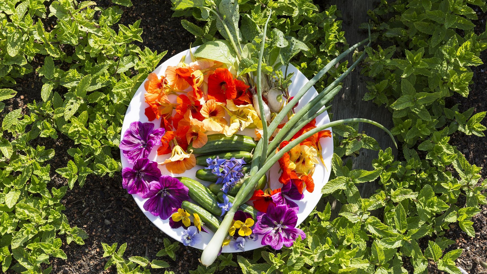 New herb garden, Kranzbach, Herb plants, Food, 1920x1080 Full HD Desktop
