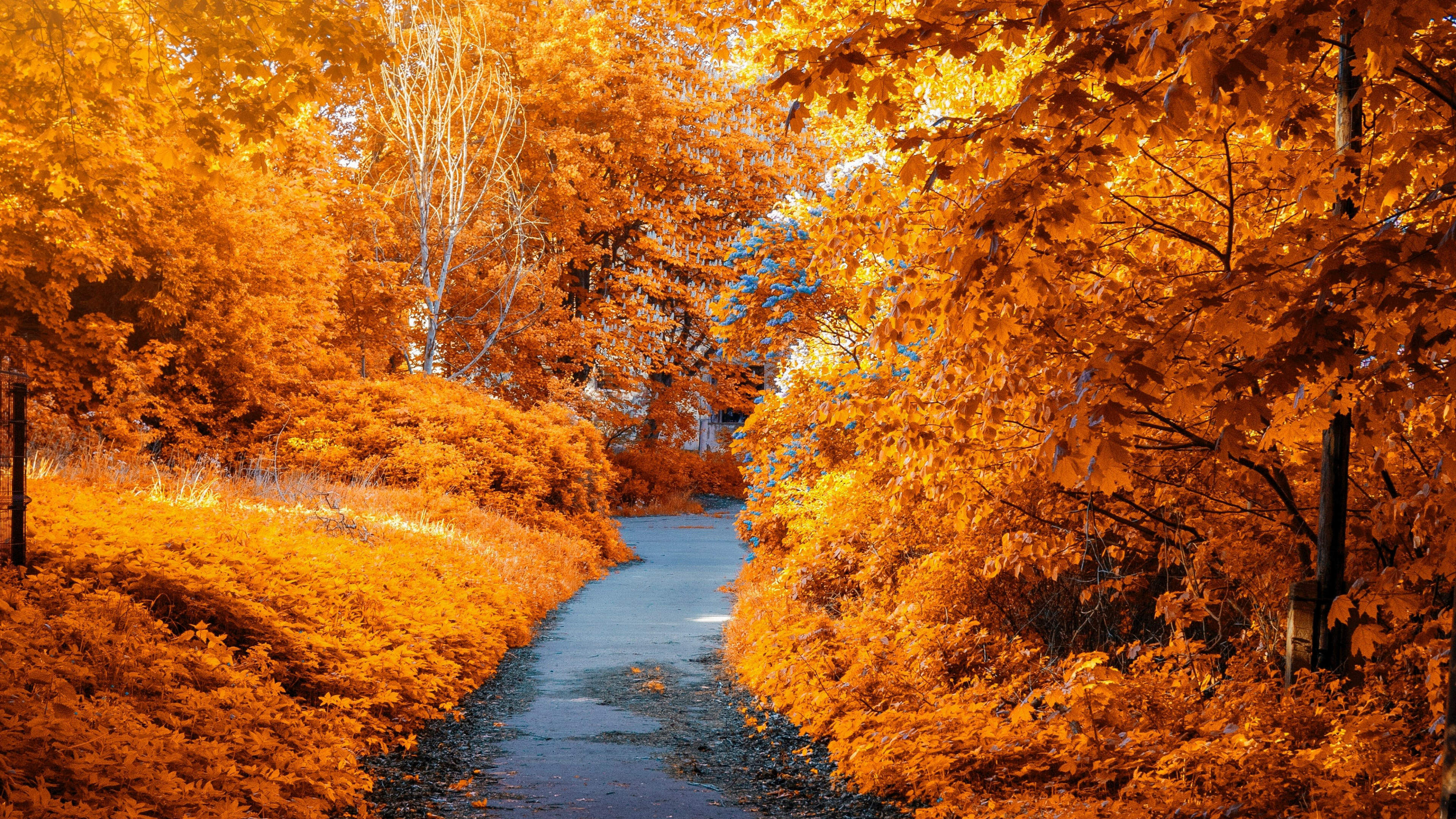 Fall foliage wallpapers, Captivating autumn leaves, Nature's palette, Serene scenes, 3840x2160 4K Desktop