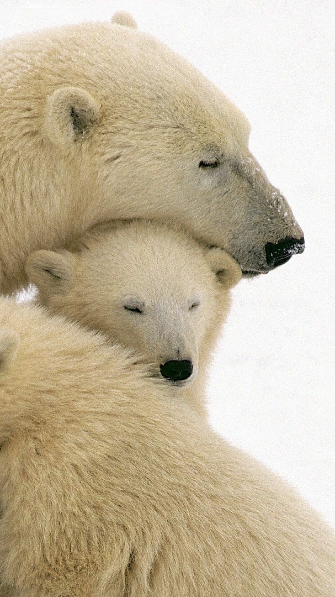 Care bears, Wallpaper backgrounds, Android/iPhone delight, HD wallpapers, 1080x1920 Full HD Phone