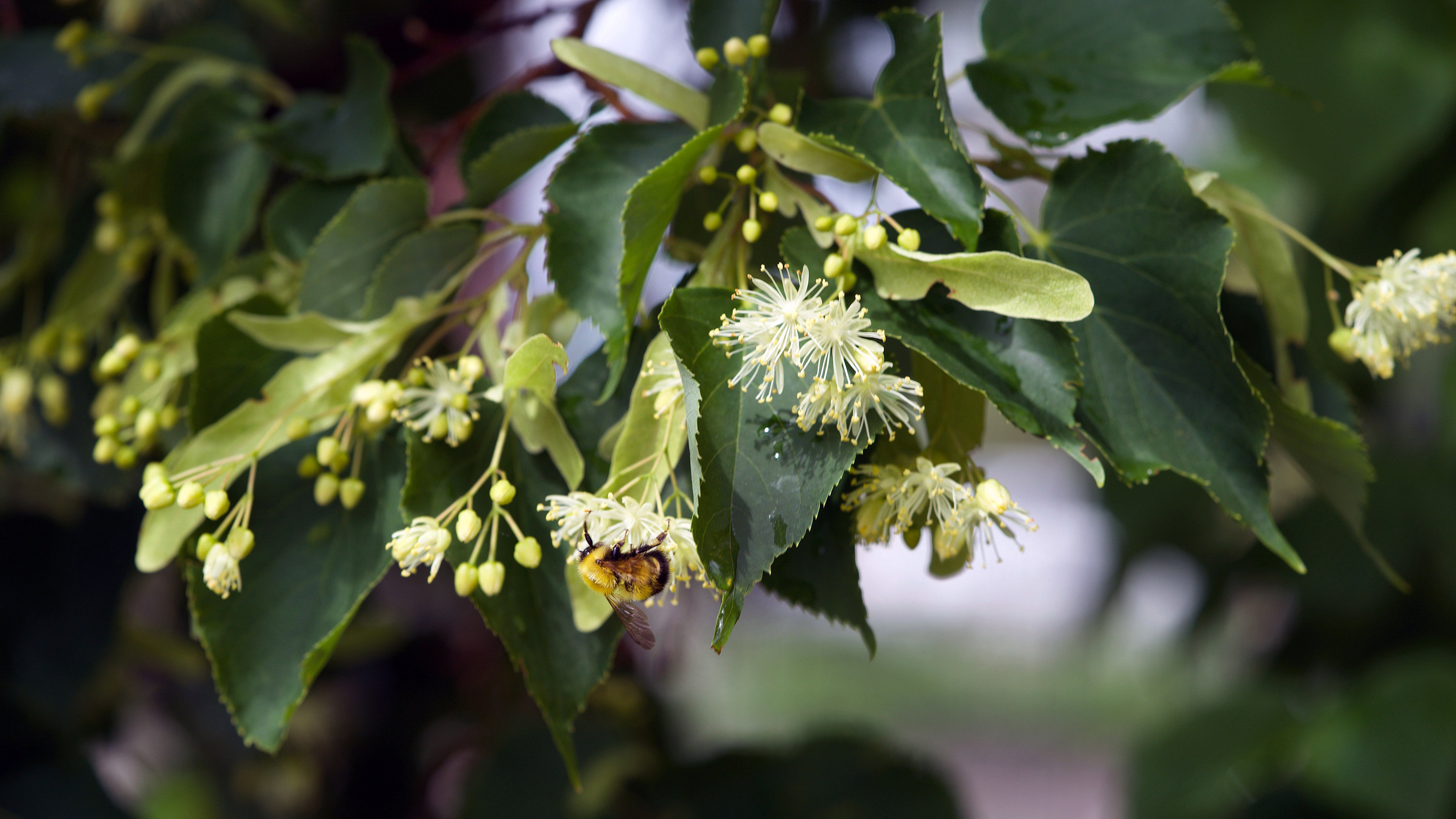 Linden Tree, culprit, bumblebee carcasses, The New York Times, 3000x1690 HD Desktop