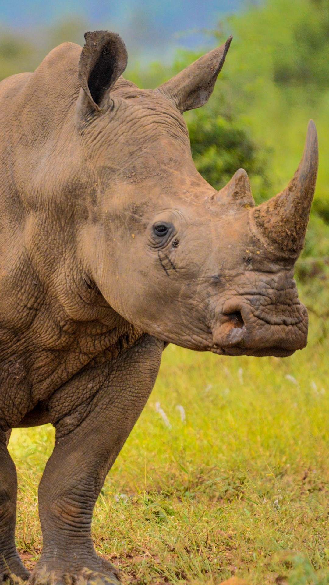 Kruger National Park, White rhino, Marloth Park, South African wildlife, 1080x1920 Full HD Phone