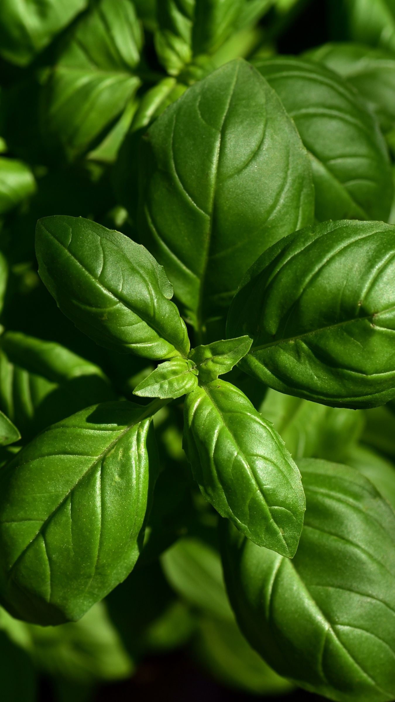 Basil wallpaper, Basil plant, Food, 1350x2400 HD Phone