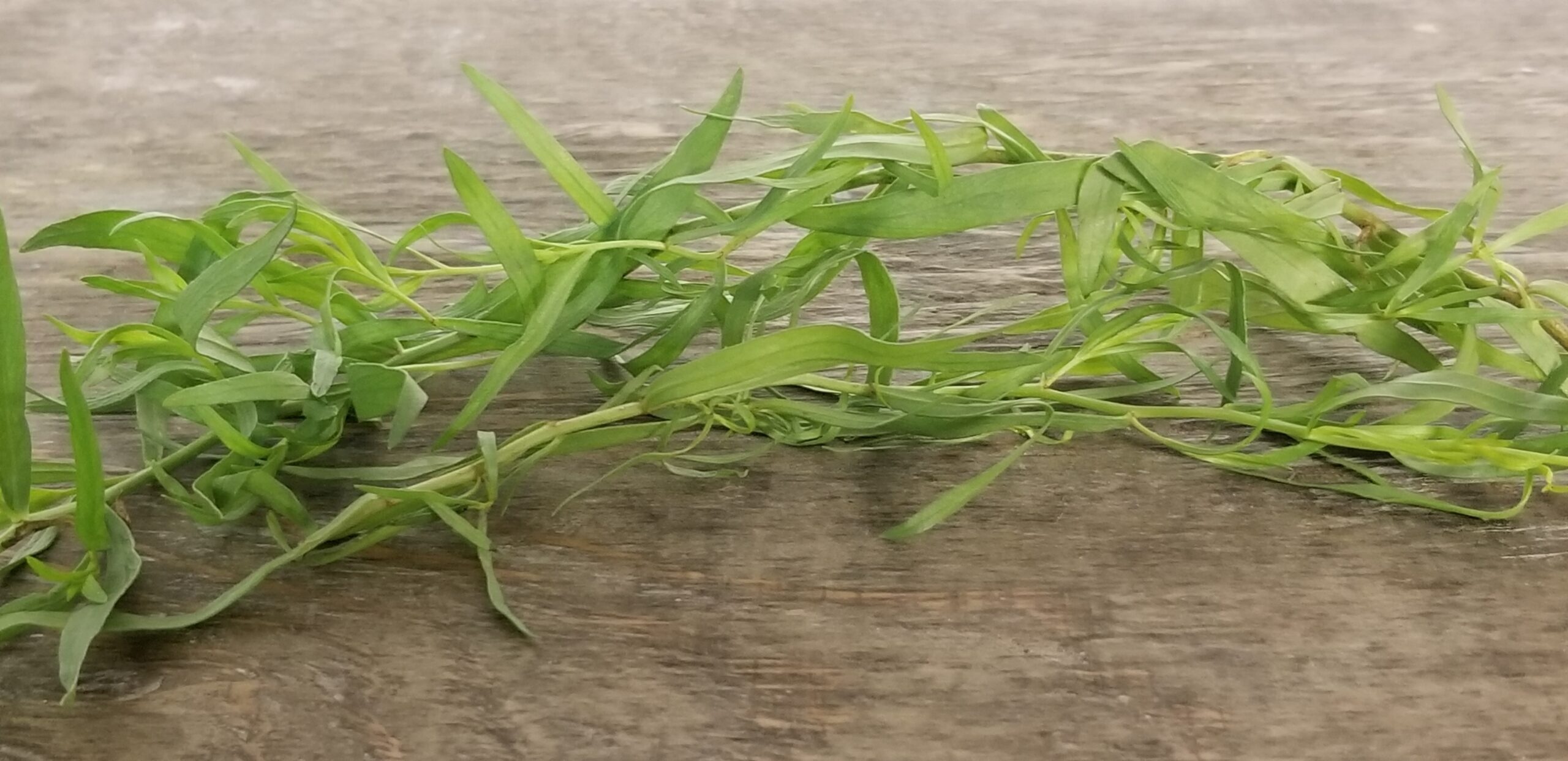 Tarragon herb, Tarragon wholesale, Cosemans Houston Inc, Fresh tarragon, 2560x1250 Dual Screen Desktop