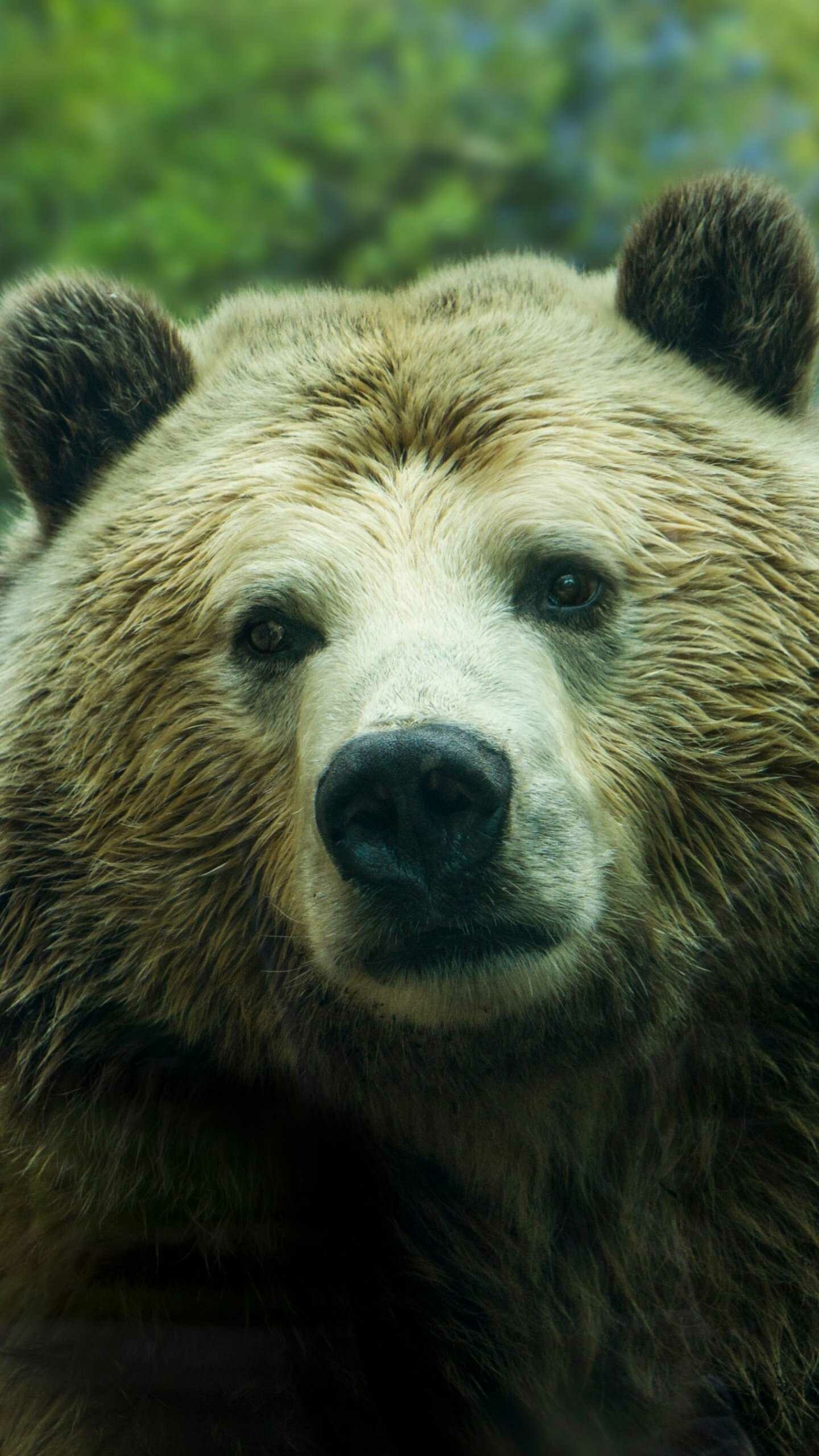 iPhone bear wallpaper, High-definition image, Stunning display, Mobile beauty, 1440x2560 HD Phone