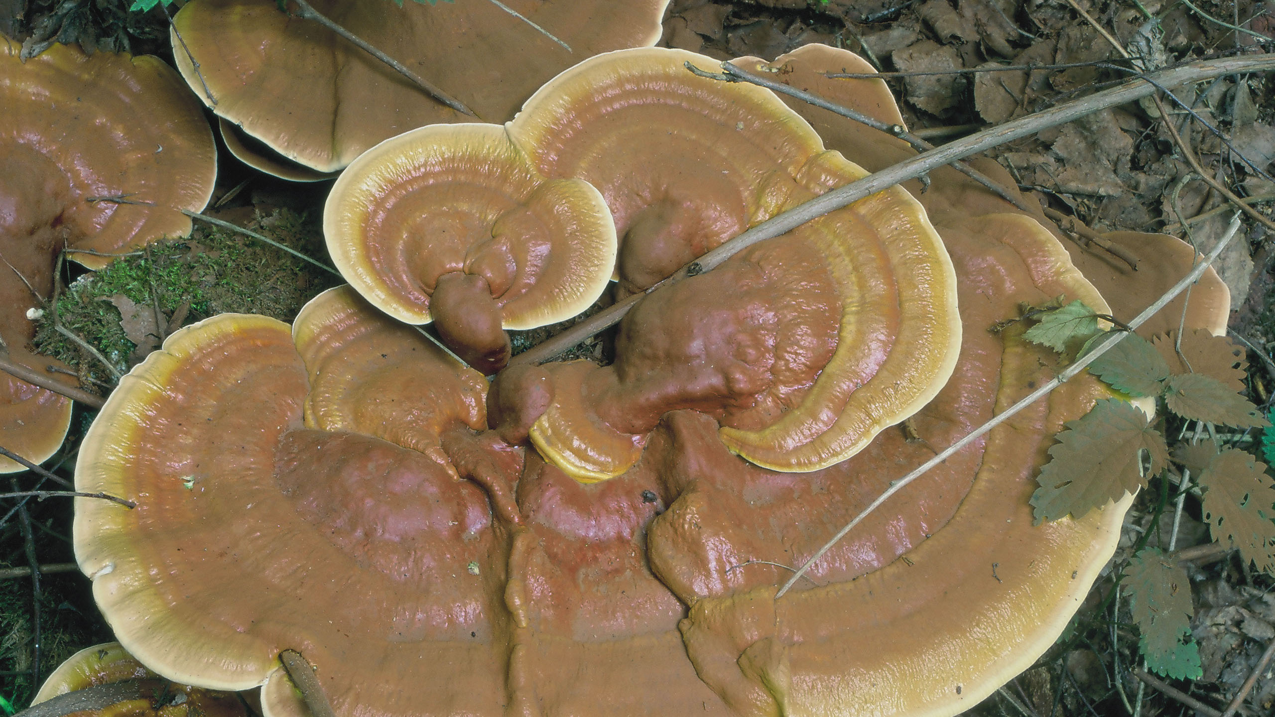 Lingzhi mushroom species, UPM forest life, 2560x1440 HD Desktop