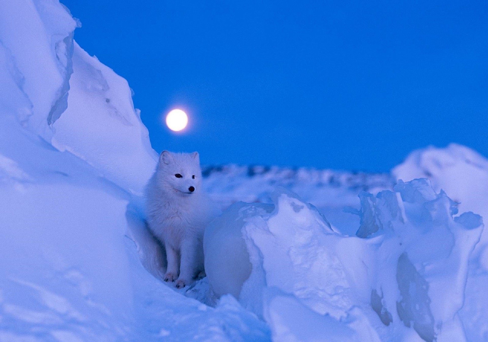 Arctic travels, Arctic fox, Wallpapers, Backgrounds, 1920x1350 HD Desktop