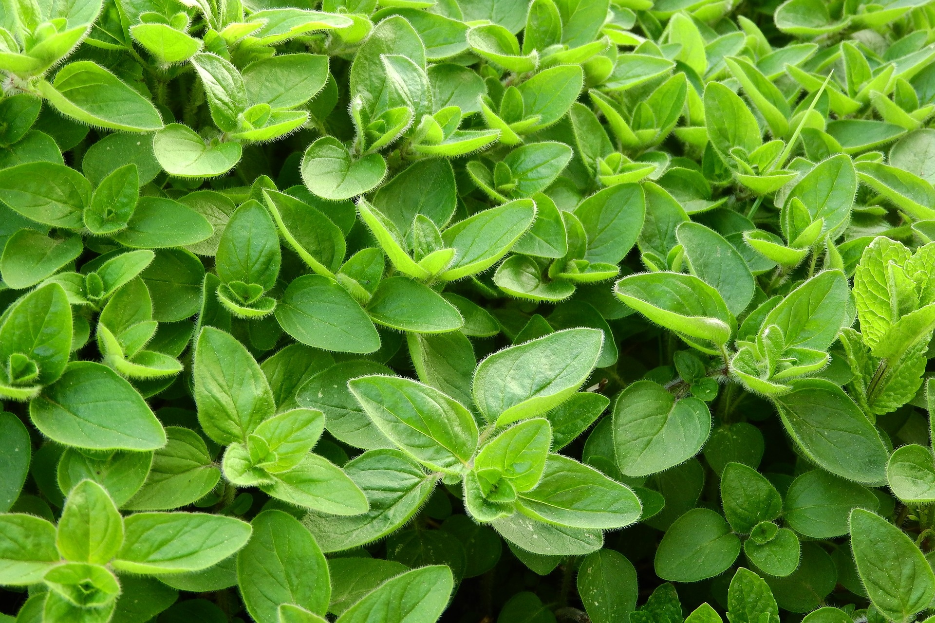 Marjoram oil, Seasonegypt, Marjoram, 1920x1280 HD Desktop