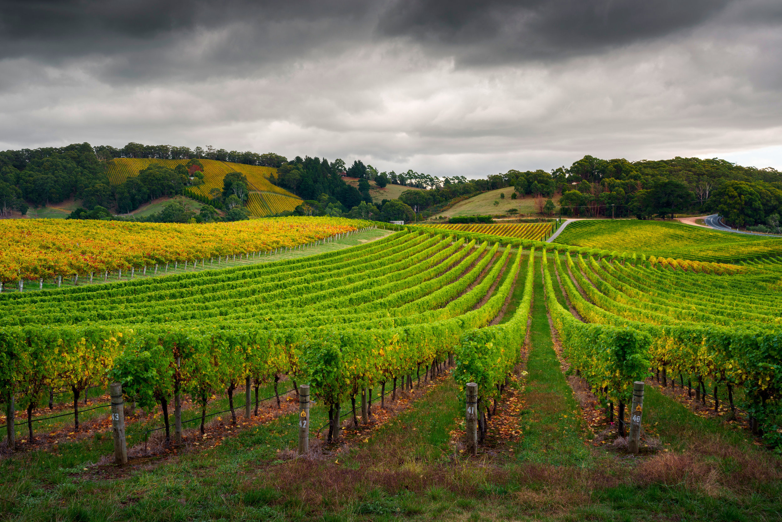 Trail and Scout, Outdoor adventure, Napa Valley exploration, Hiking trails, 2500x1670 HD Desktop