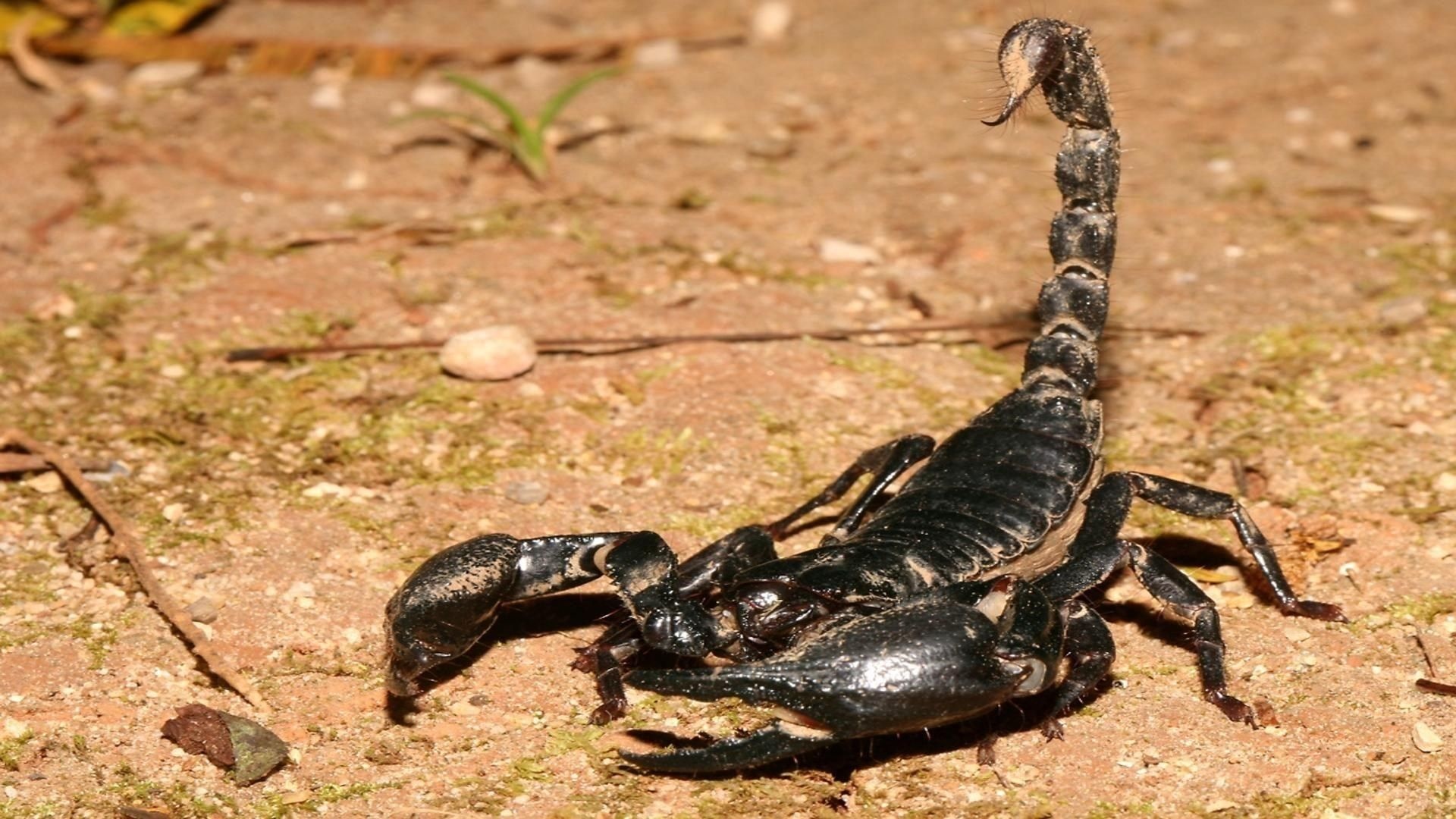 Free scorpion picture, Deadly animals, Poisonous creatures, Unique shots, 1920x1080 Full HD Desktop