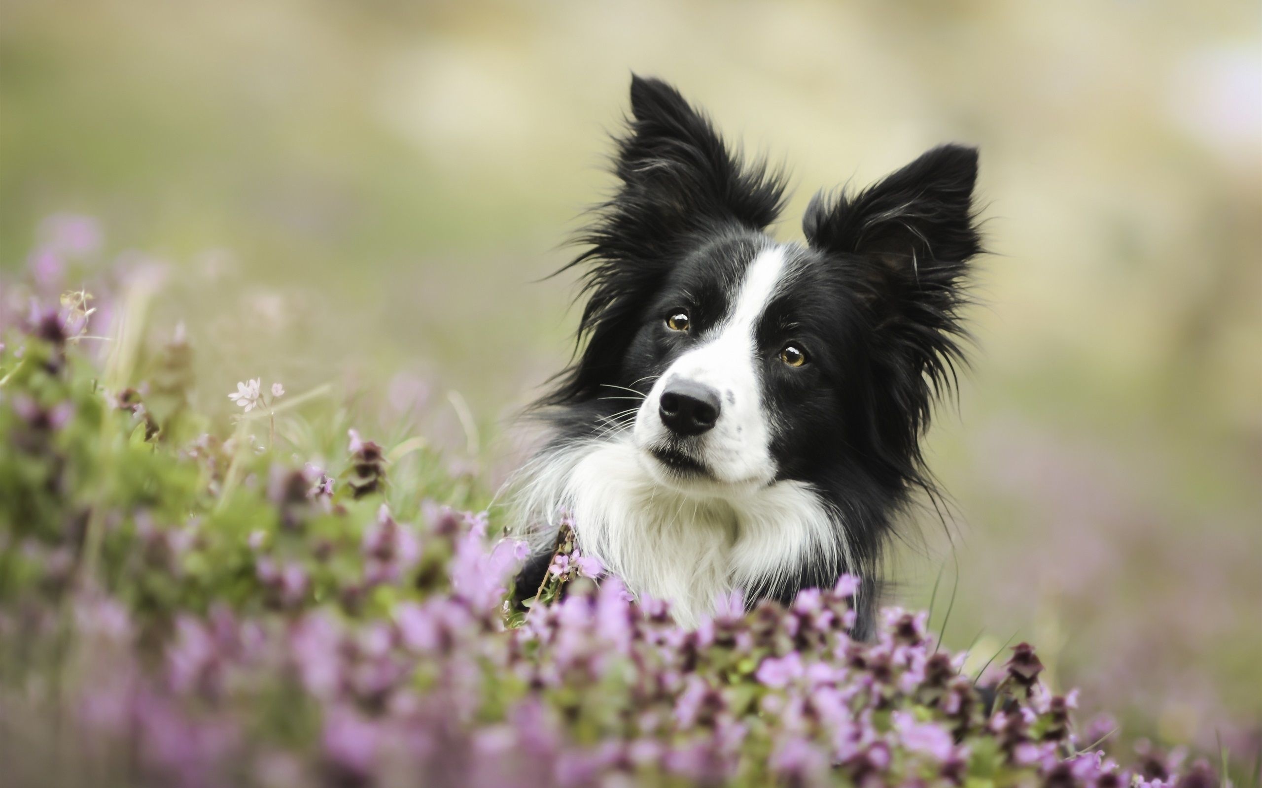 Dog border collie, Loyal dog breeds, Dog breeds, Loyal dogs, 2560x1600 HD Desktop