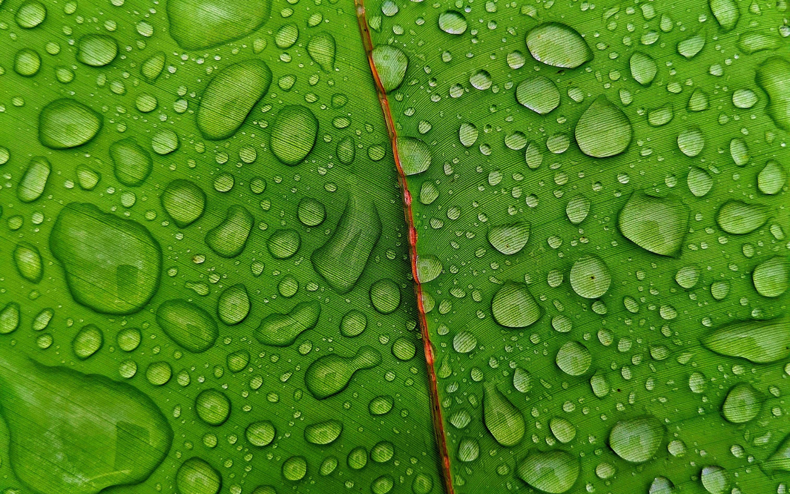 Droplets green leaf, Dual wide, HD wallpaper, Nature's freshness, 2560x1600 HD Desktop