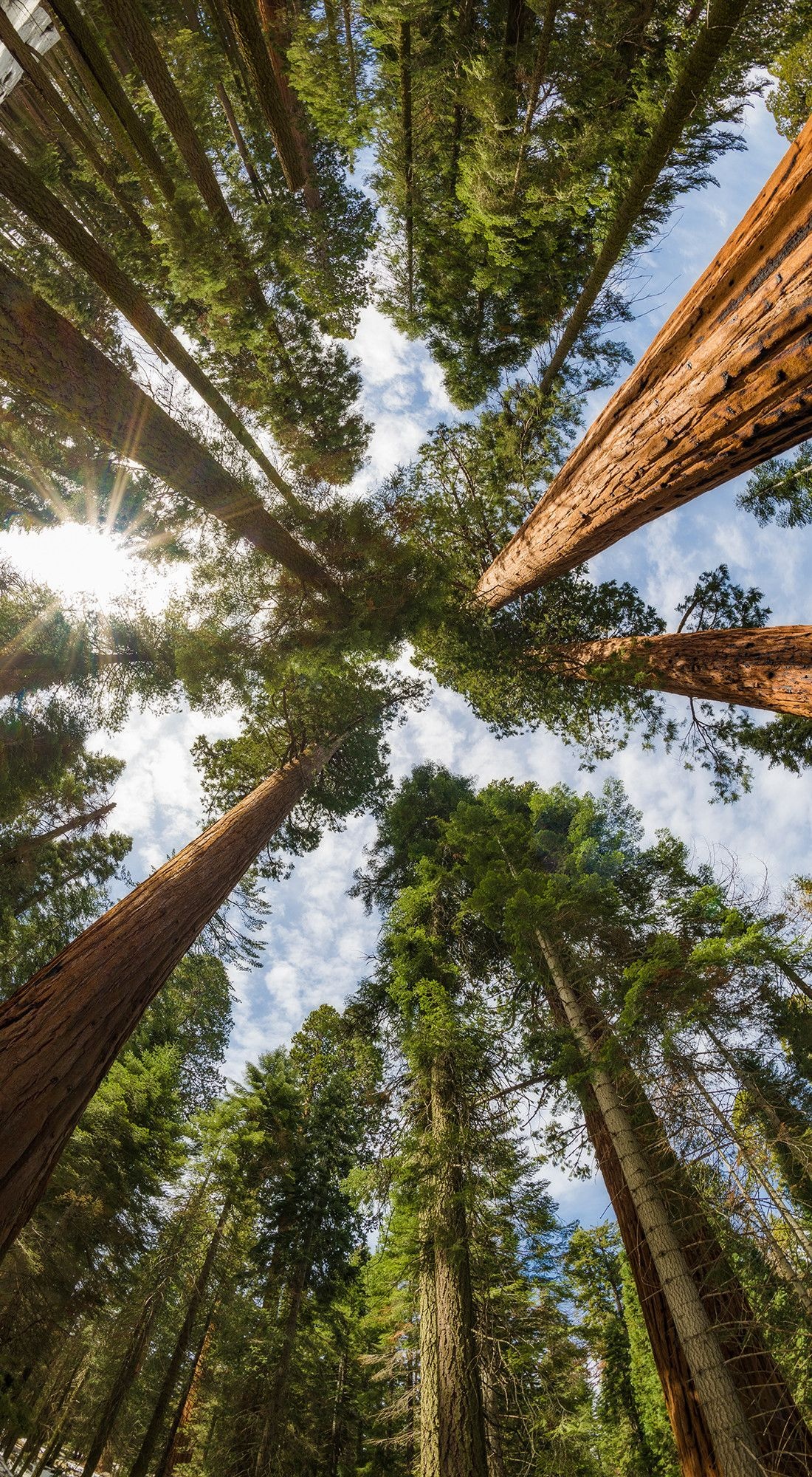 Redwood tree, Majestic giants, Towering heights, Natural beauty, 1100x2000 HD Phone