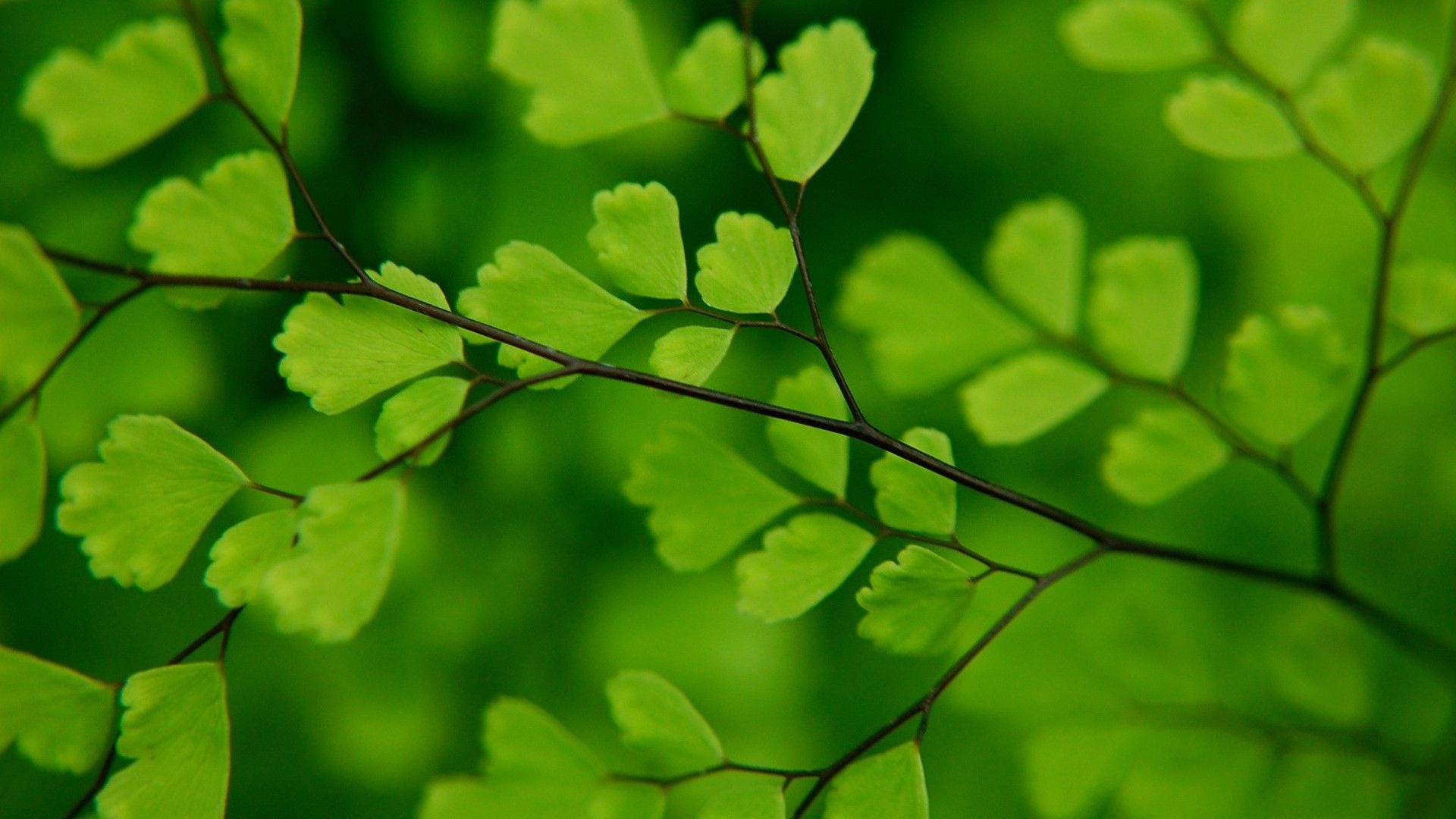 Ginkgo Biloba, Delicate leaves, Serene background, Nature's wonder, 1920x1080 Full HD Desktop