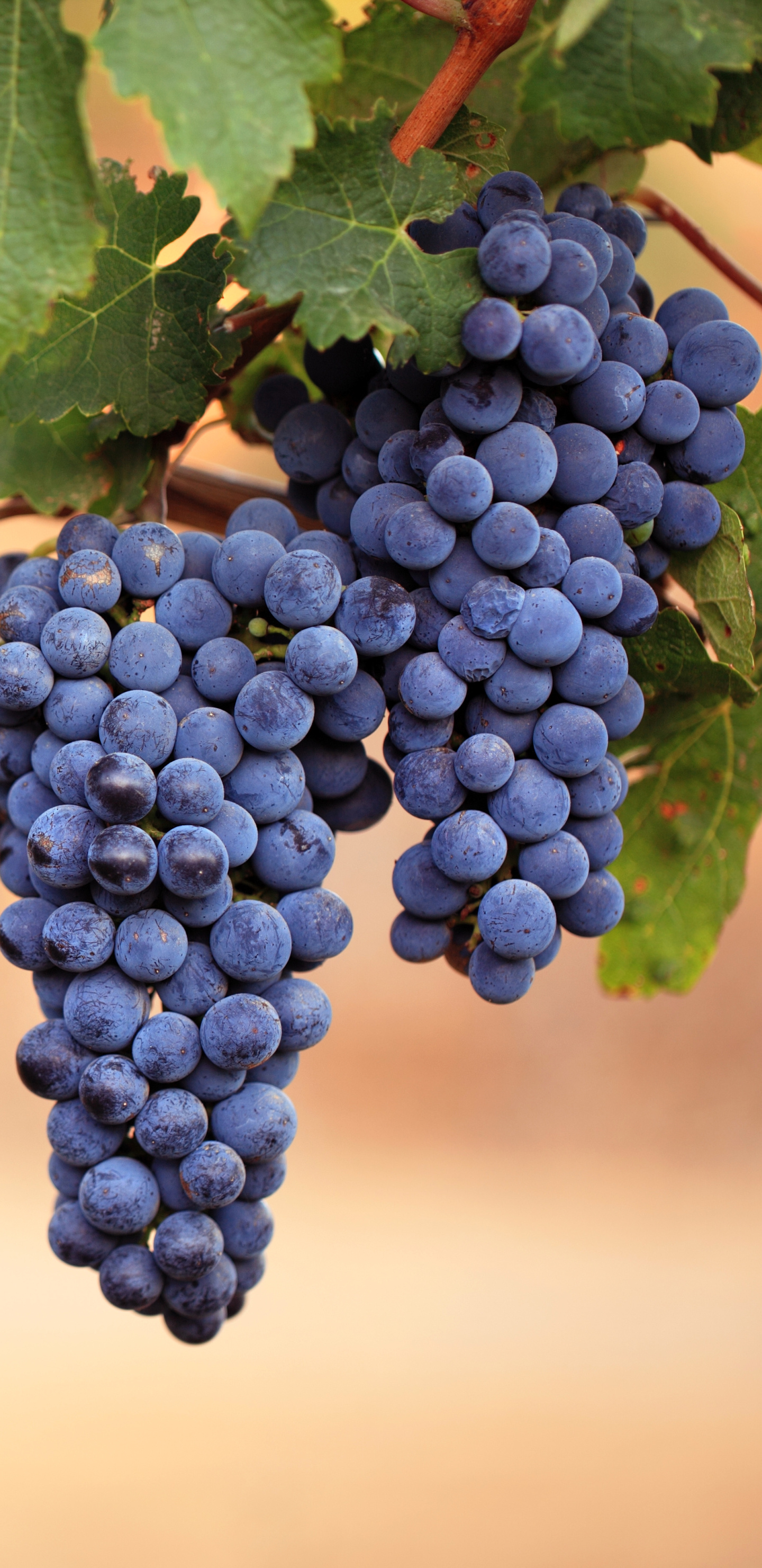 Delicious food, Tempting grapes, Fresh fruit, Mouth-watering, 1440x2960 HD Phone