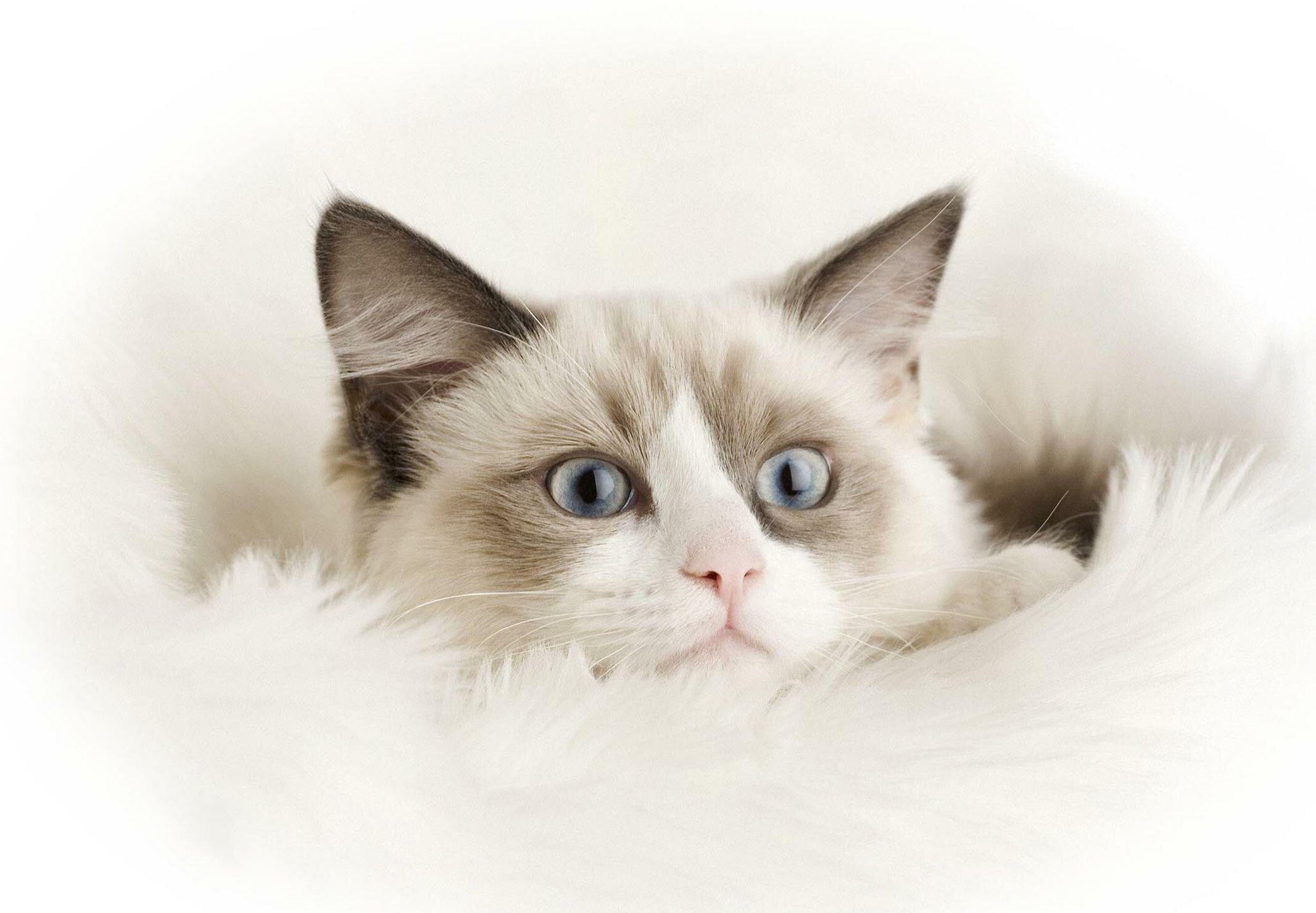 Close-up, Ragdoll Wallpaper, 2140x1480 HD Desktop