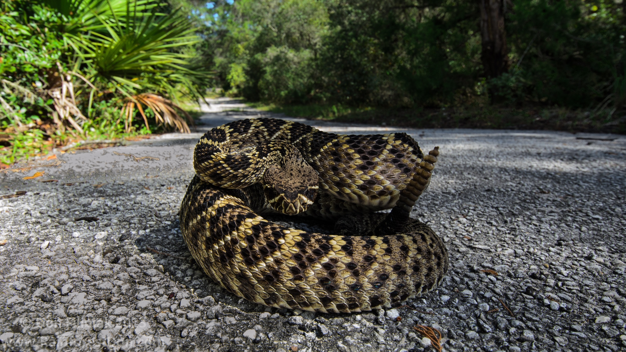 Eastern diamondback rattlesnake, Serpent-themed wallpaper, Wildlife-inspired design, Artistic background, 2560x1440 HD Desktop