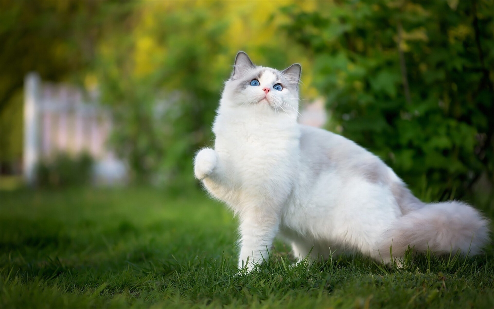 Ragdoll cats, Beautiful blue eyes, Soft and cuddly, Majestic presence, 1920x1200 HD Desktop