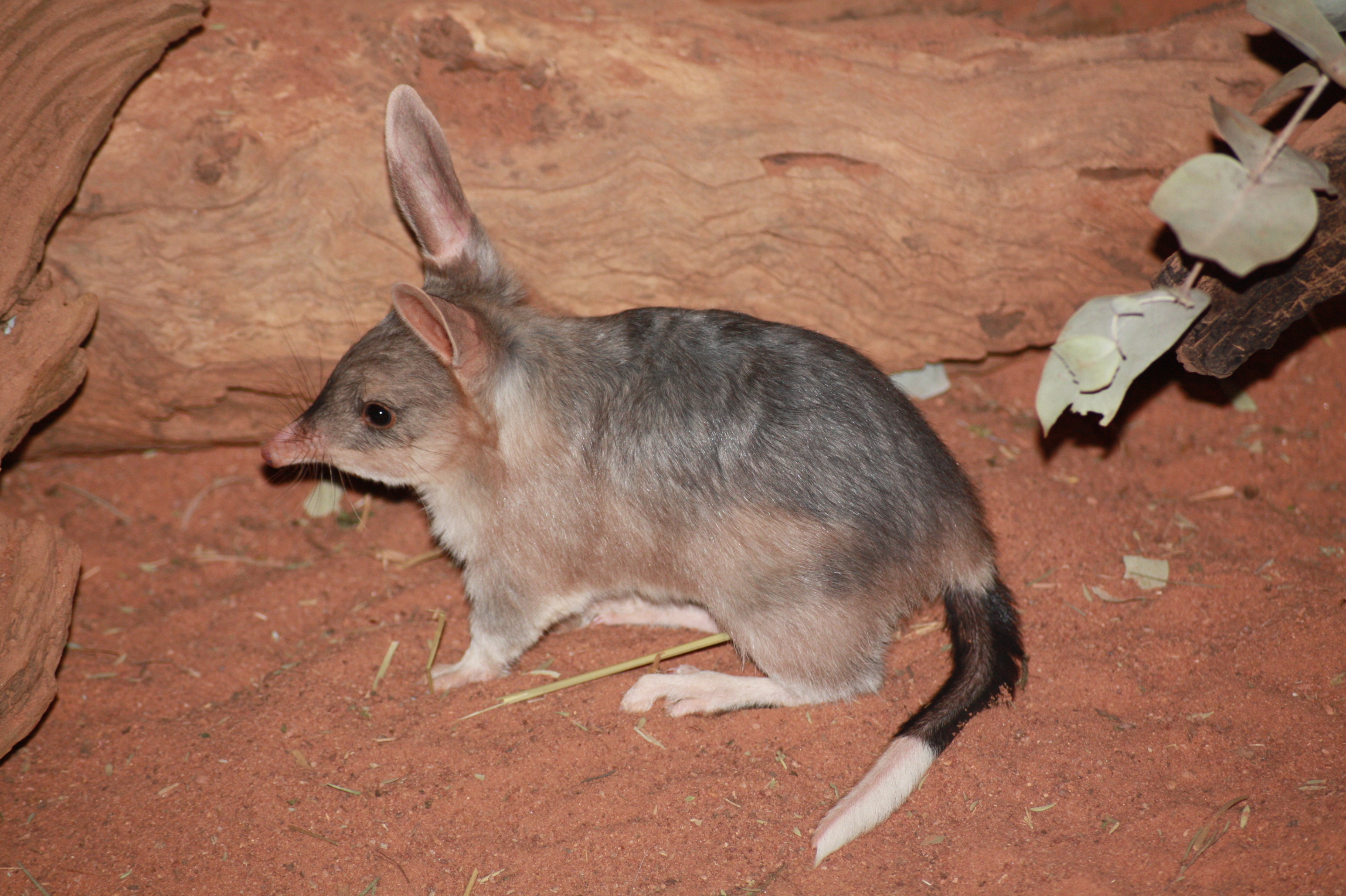 Macrotis (Bilby), Bilby wallpapers, Australian native, Unique marsupial, 3090x2060 HD Desktop