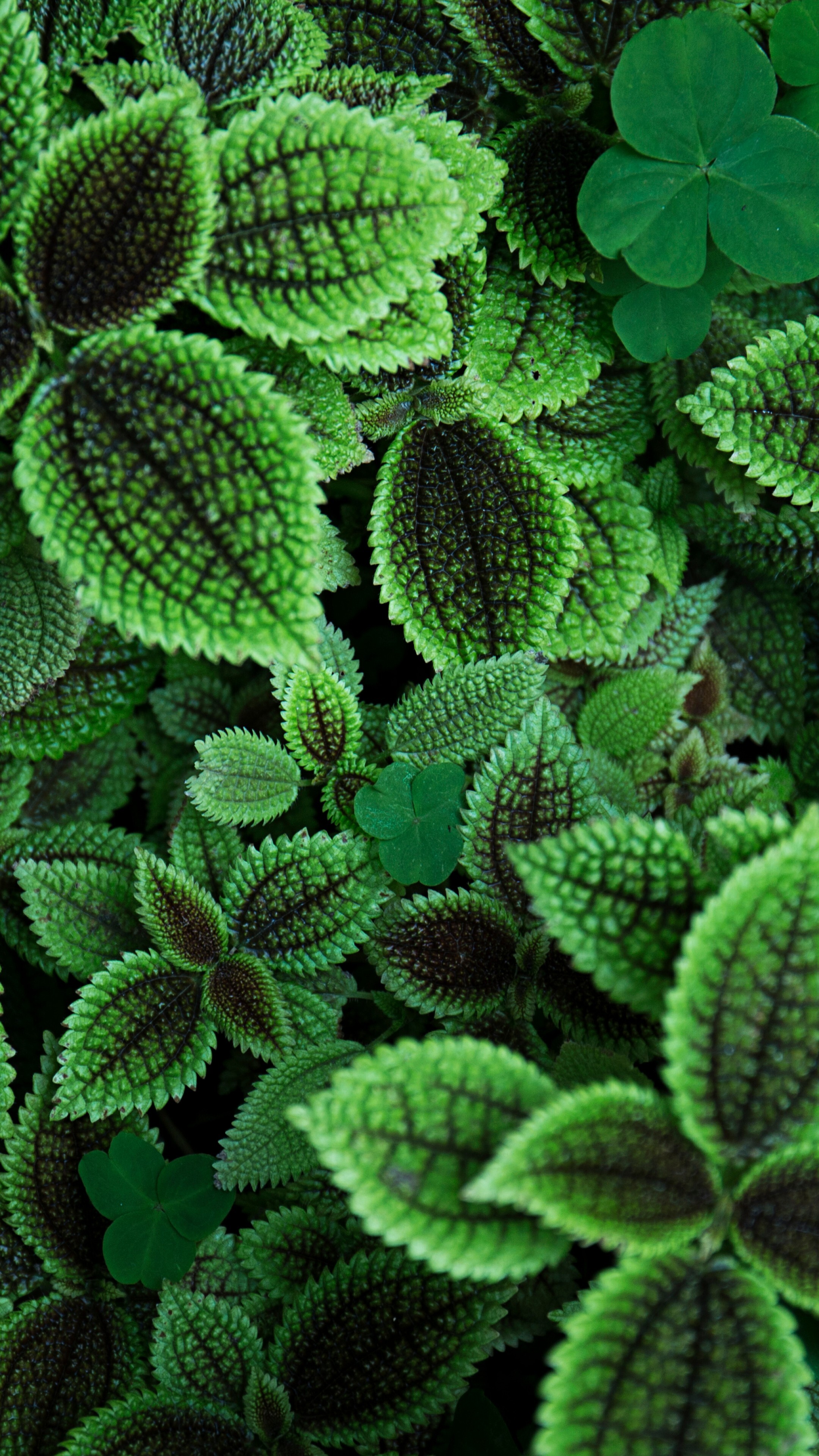 The Friendship Plant, Go Green Wallpaper, 2160x3840 4K Phone