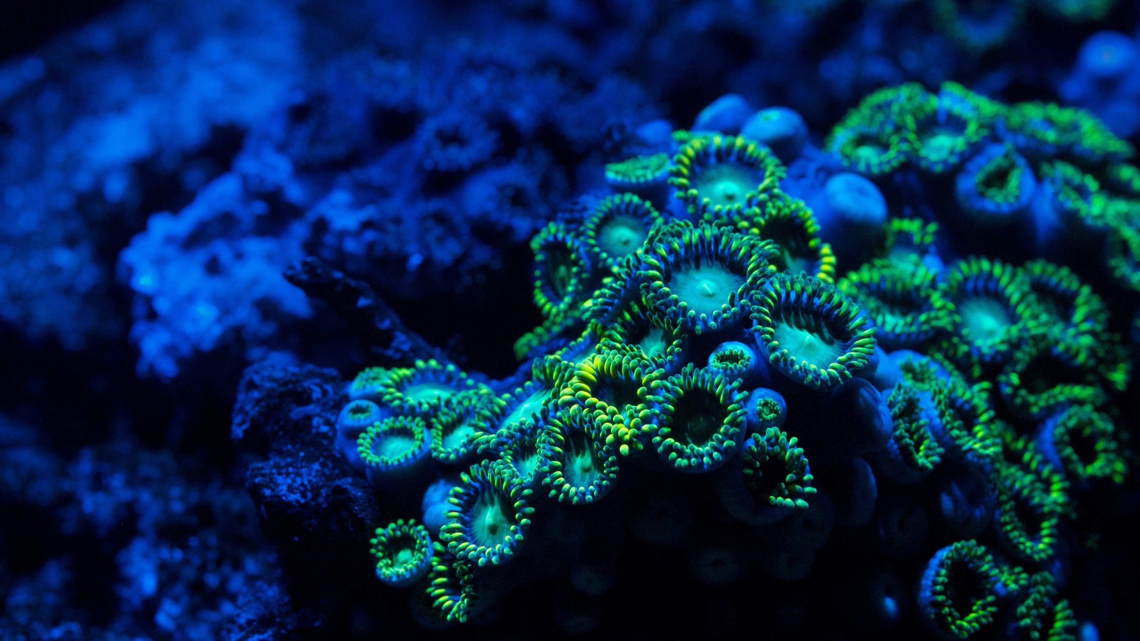 Underwater wallpaper, Vibrant coral, Zoanthids, Submerged nature, 3840x2160 4K Desktop