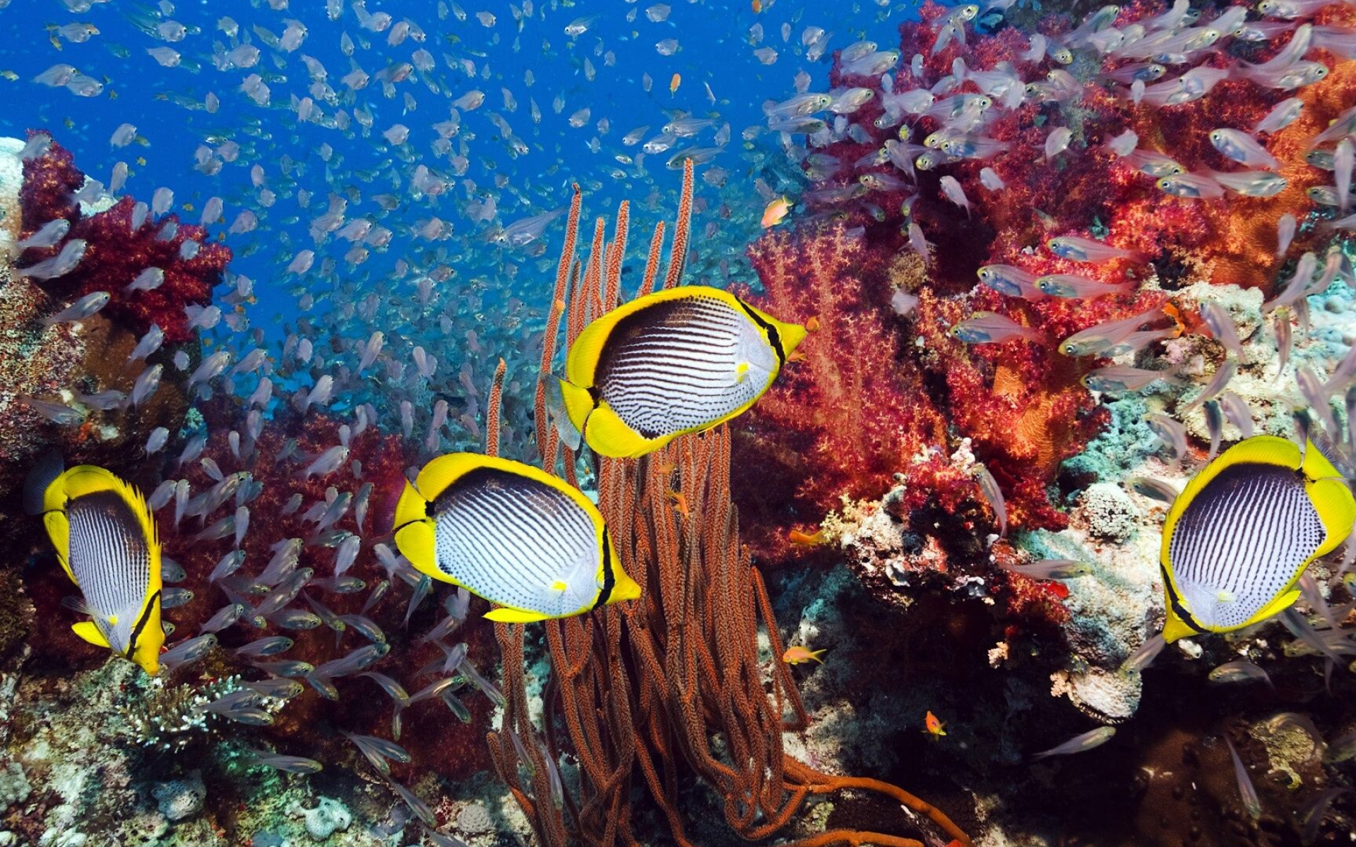Tropical coral reef, 4K backgrounds, Nature, Underwater, 1920x1200 HD Desktop
