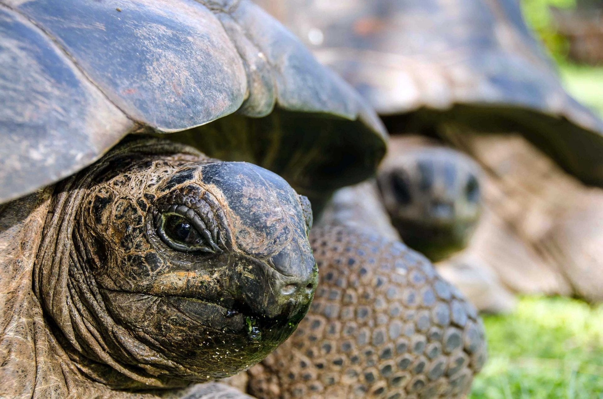 Aldabra amirantesstjoseph, Save Our Seas Foundation, Conservation commitment, Marine ecosystem protection, 1920x1280 HD Desktop